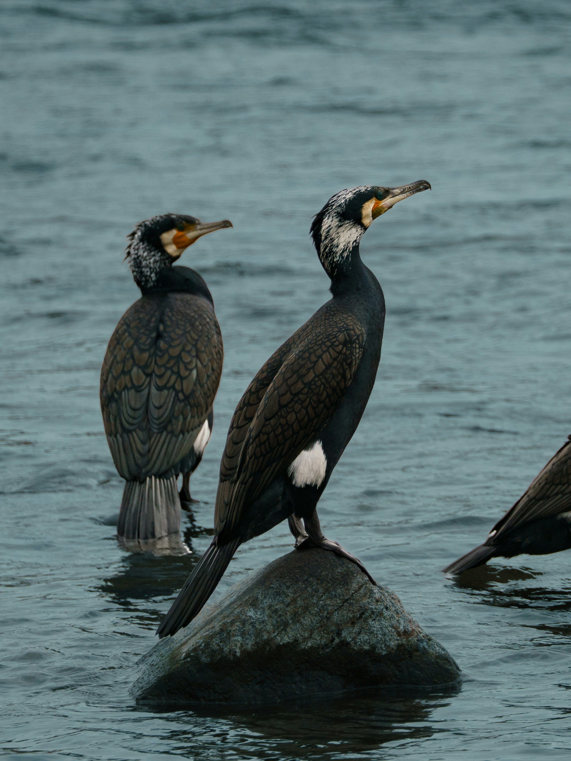 Photo by carolgauthier