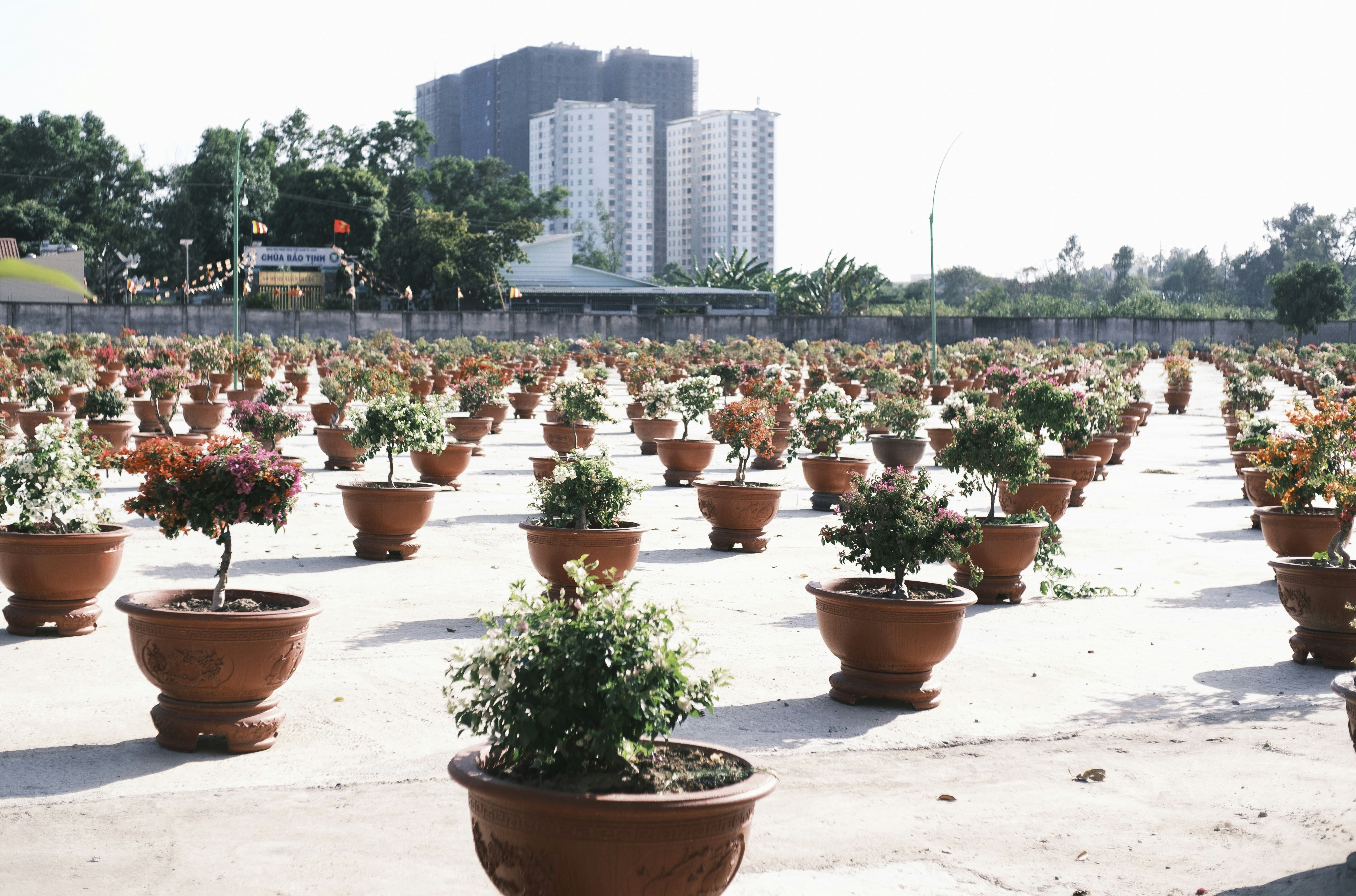Rows of potted plants in an outdoor nursery.