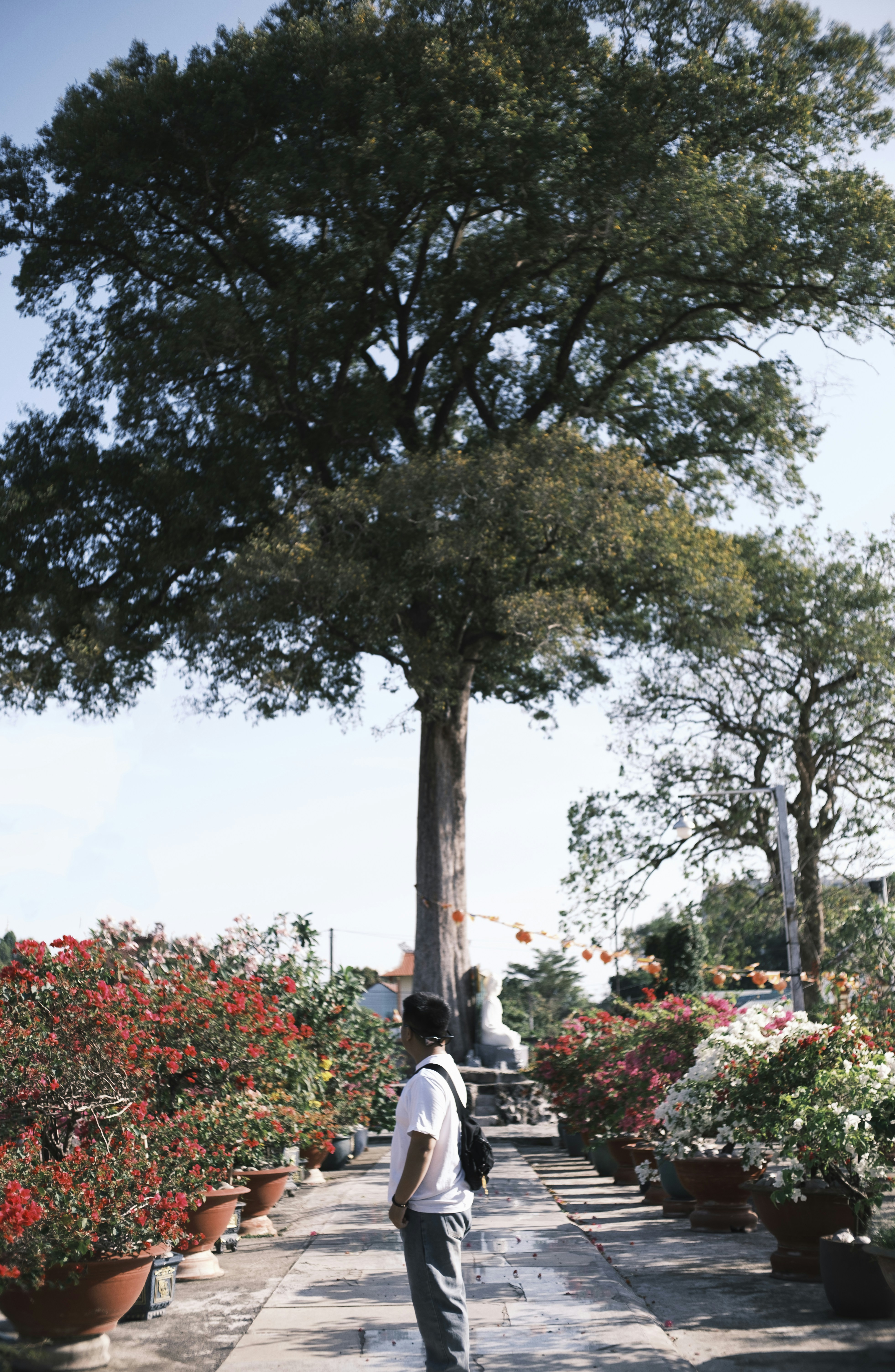 Man standing on path with potted flowers and large tree