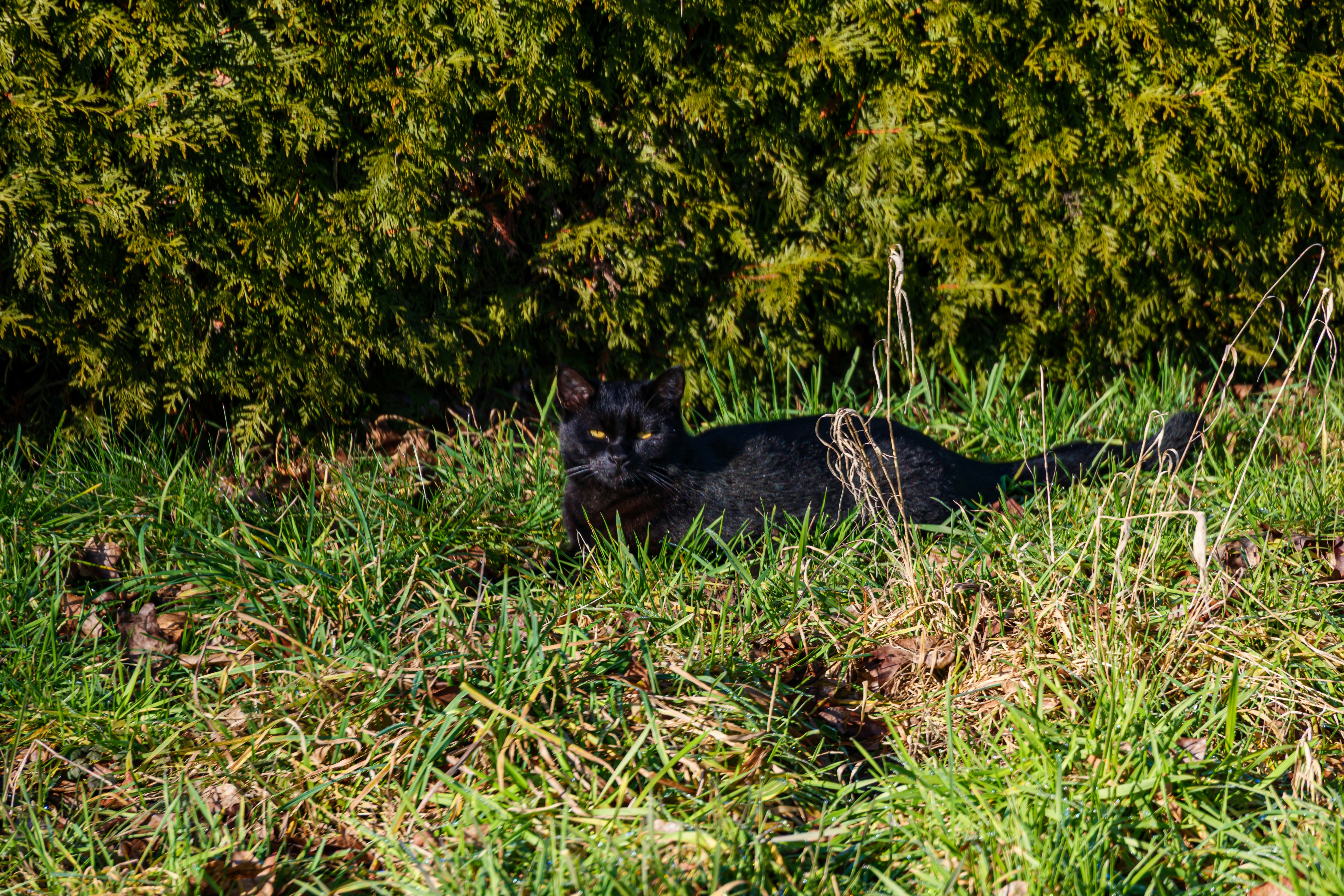 A black cat rests in green grass near a hedge.