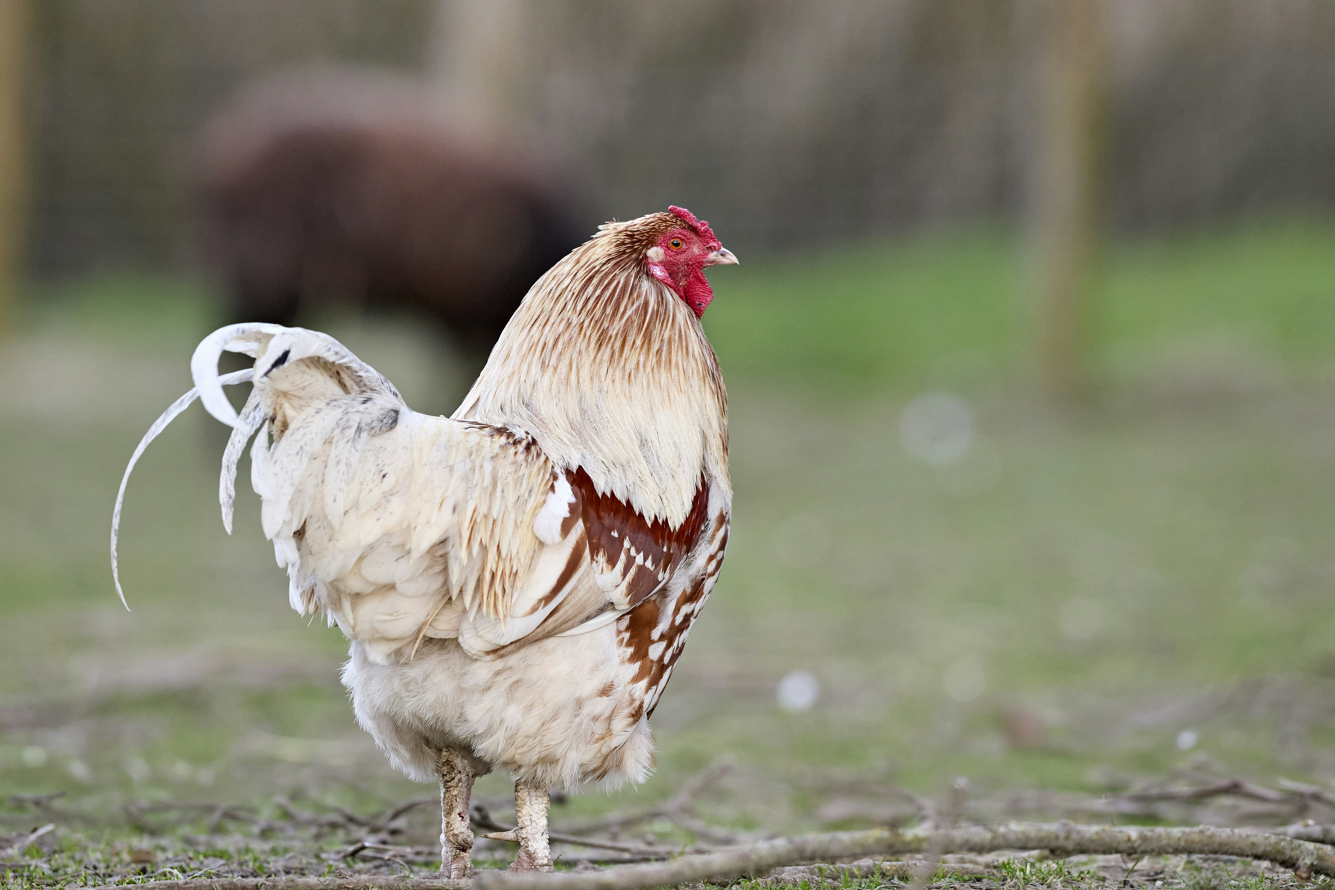 Photo by erwinbosman