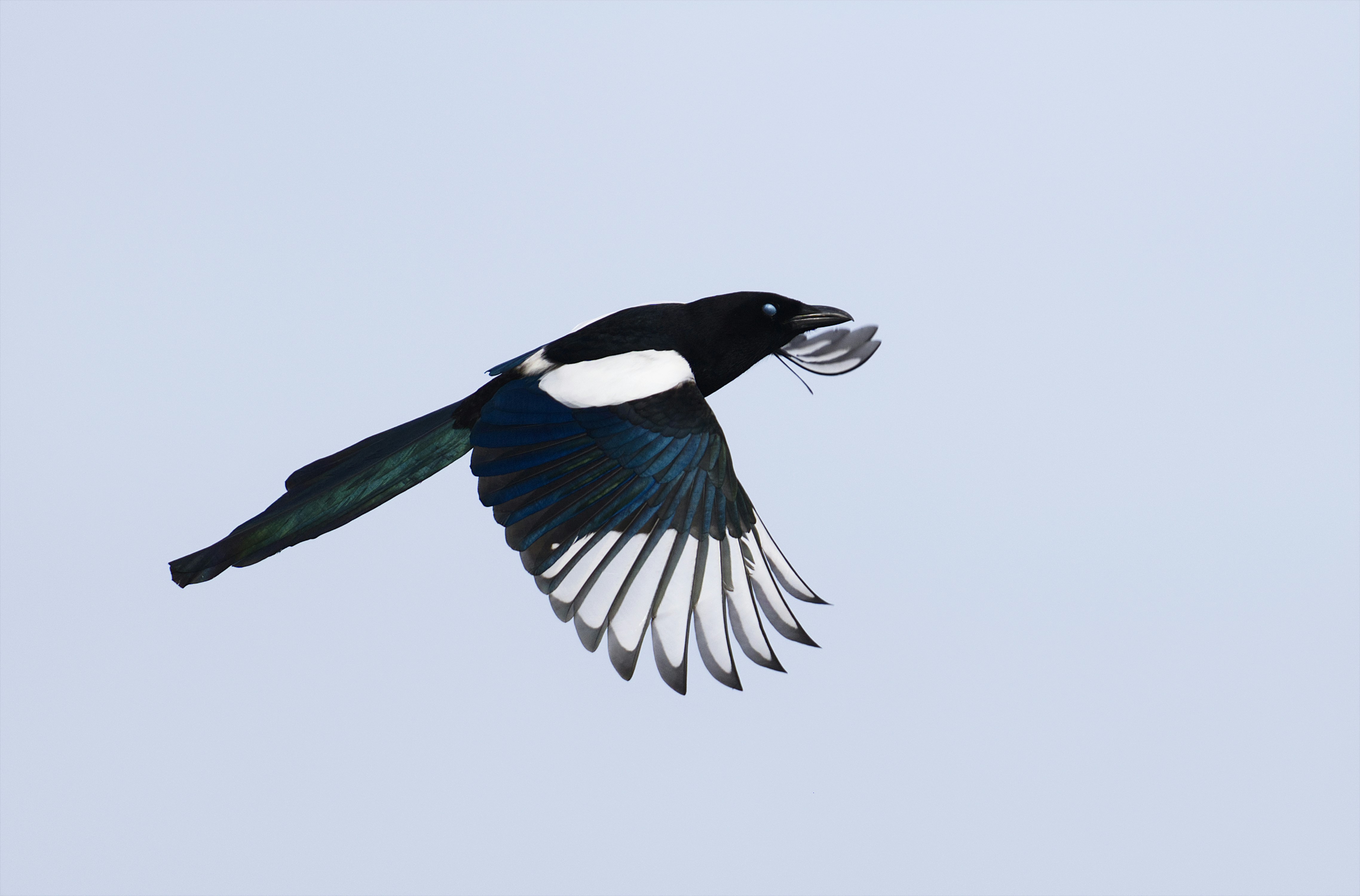 A magpie in flight with nesting material in its beak.