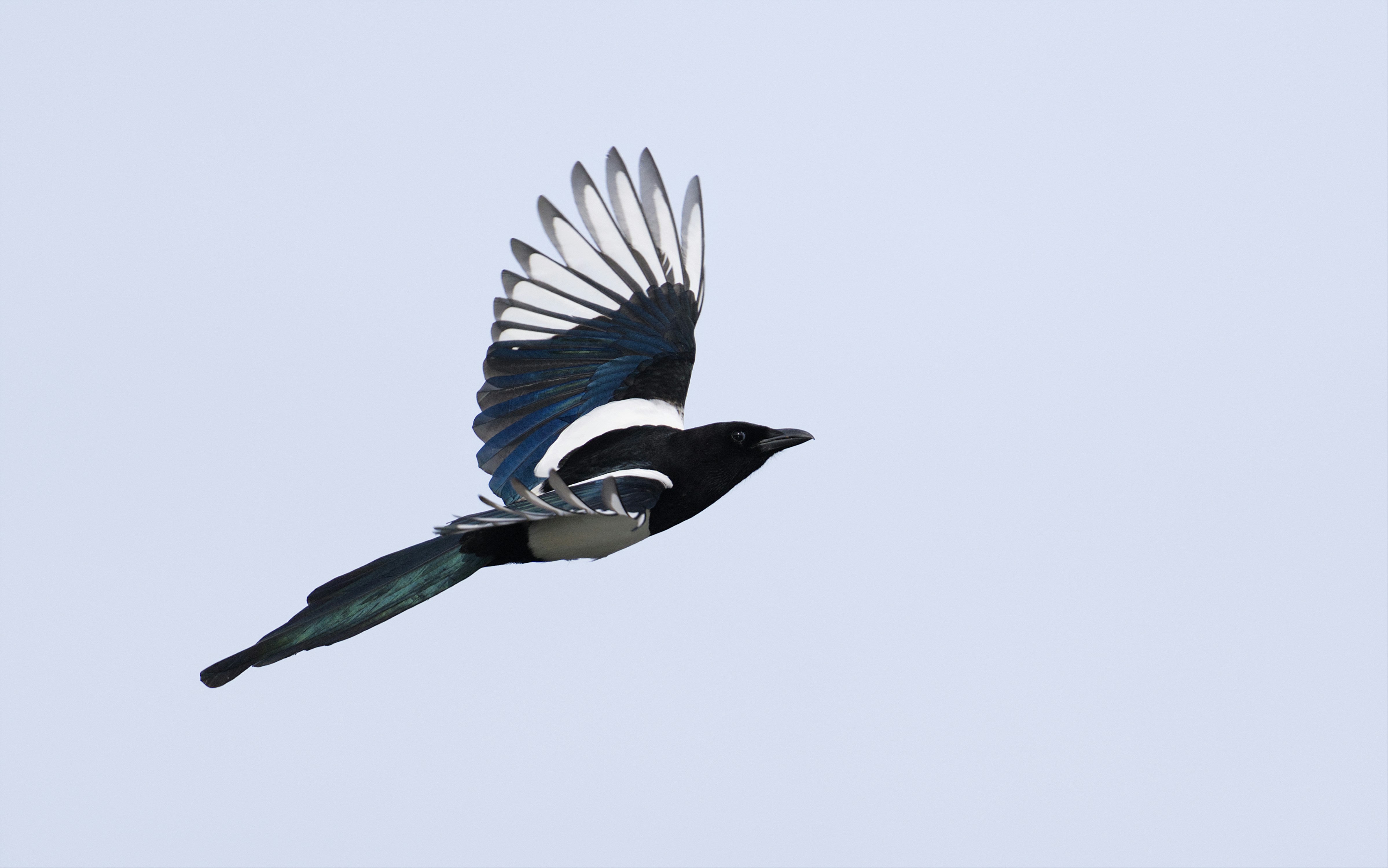 A black and white magpie bird flying in the sky