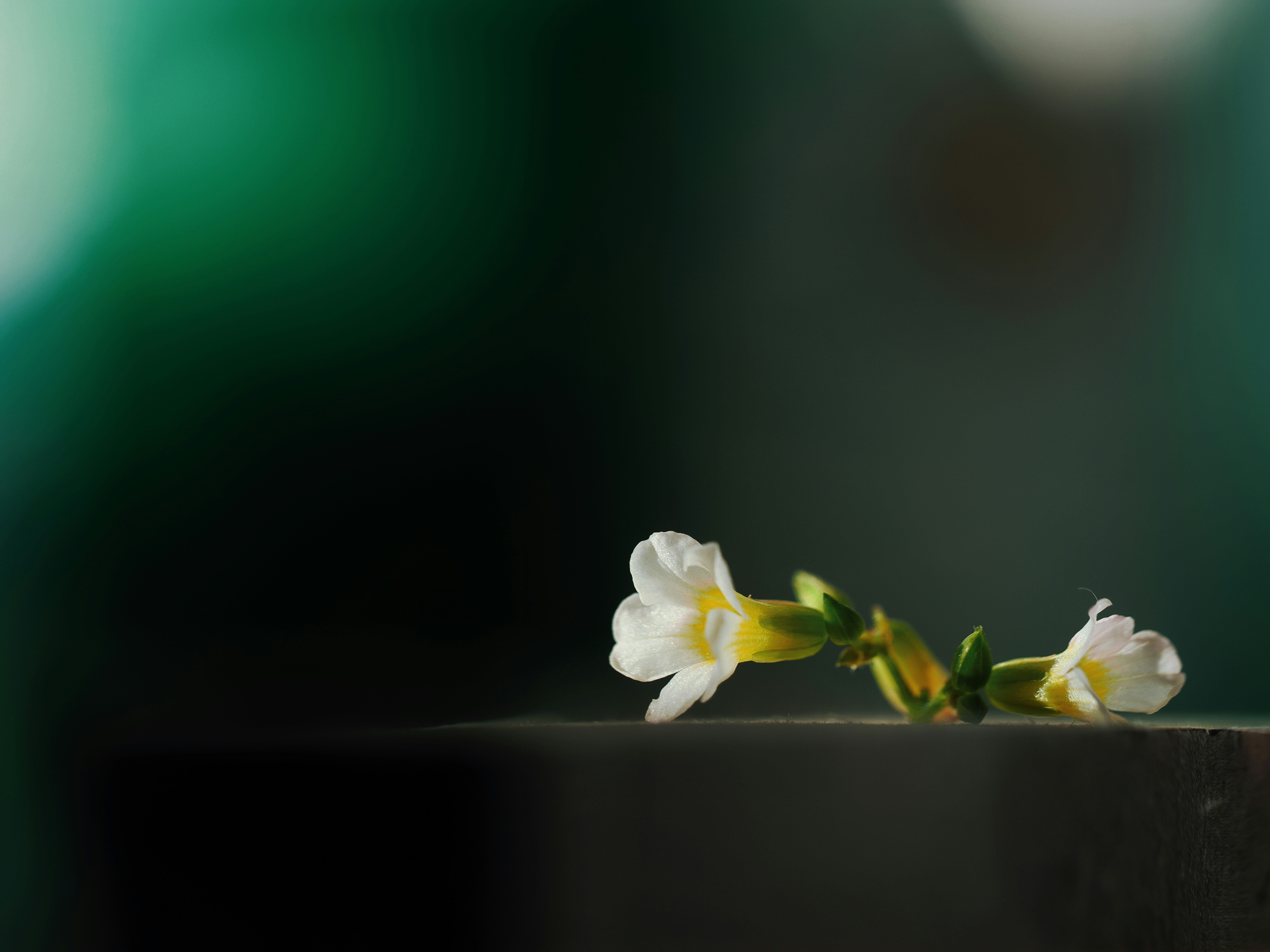 Photo by liliantruong2603