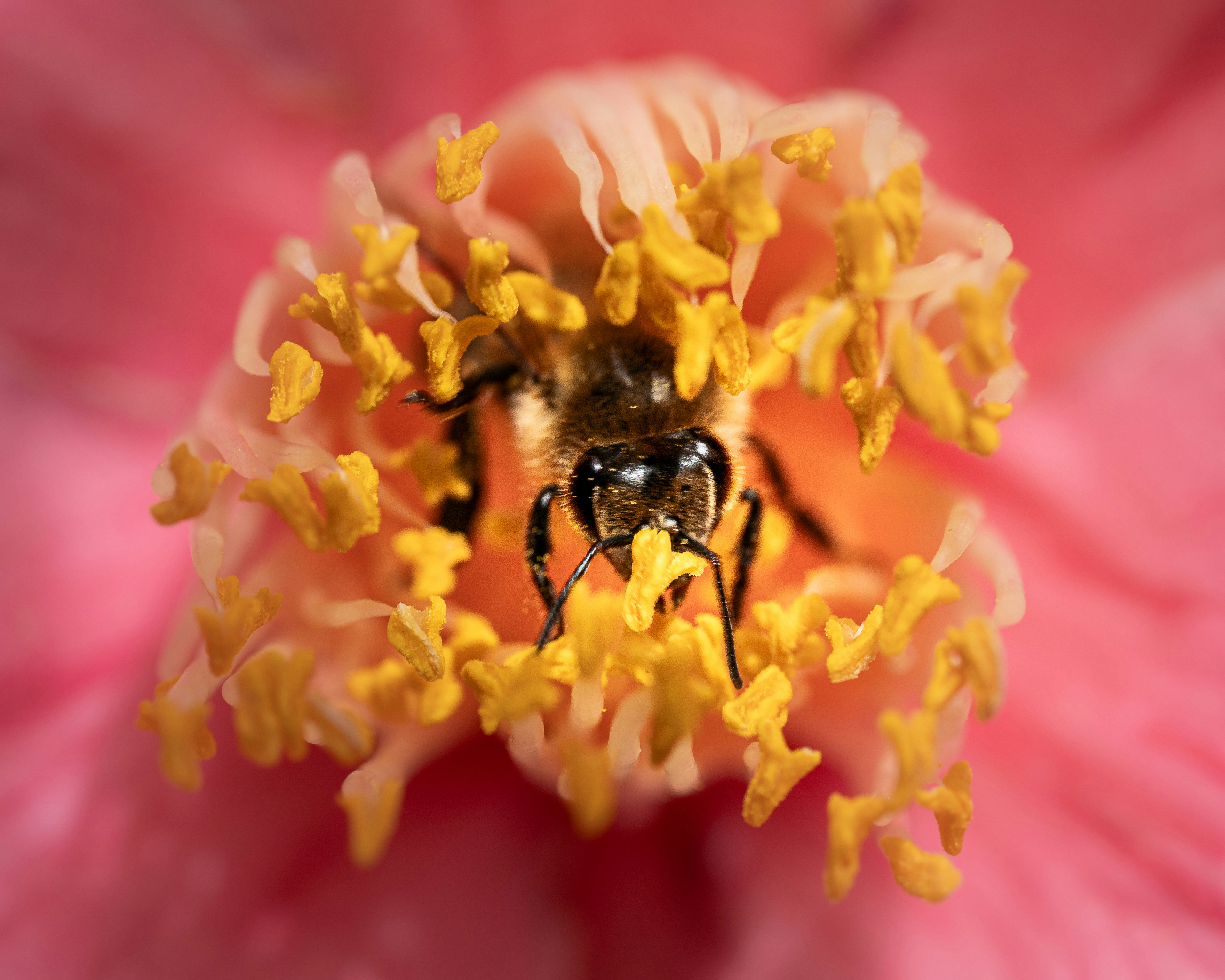 Un'ape raccoglie il polline all'interno di un fiore rosa.