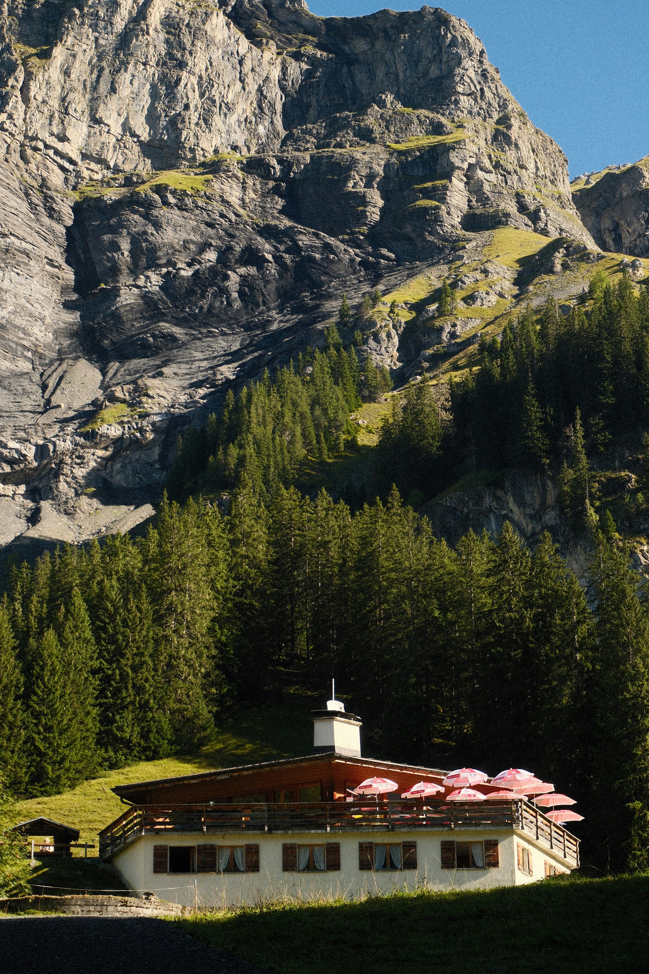 Mountain lodge with pink umbrellas and pine forest