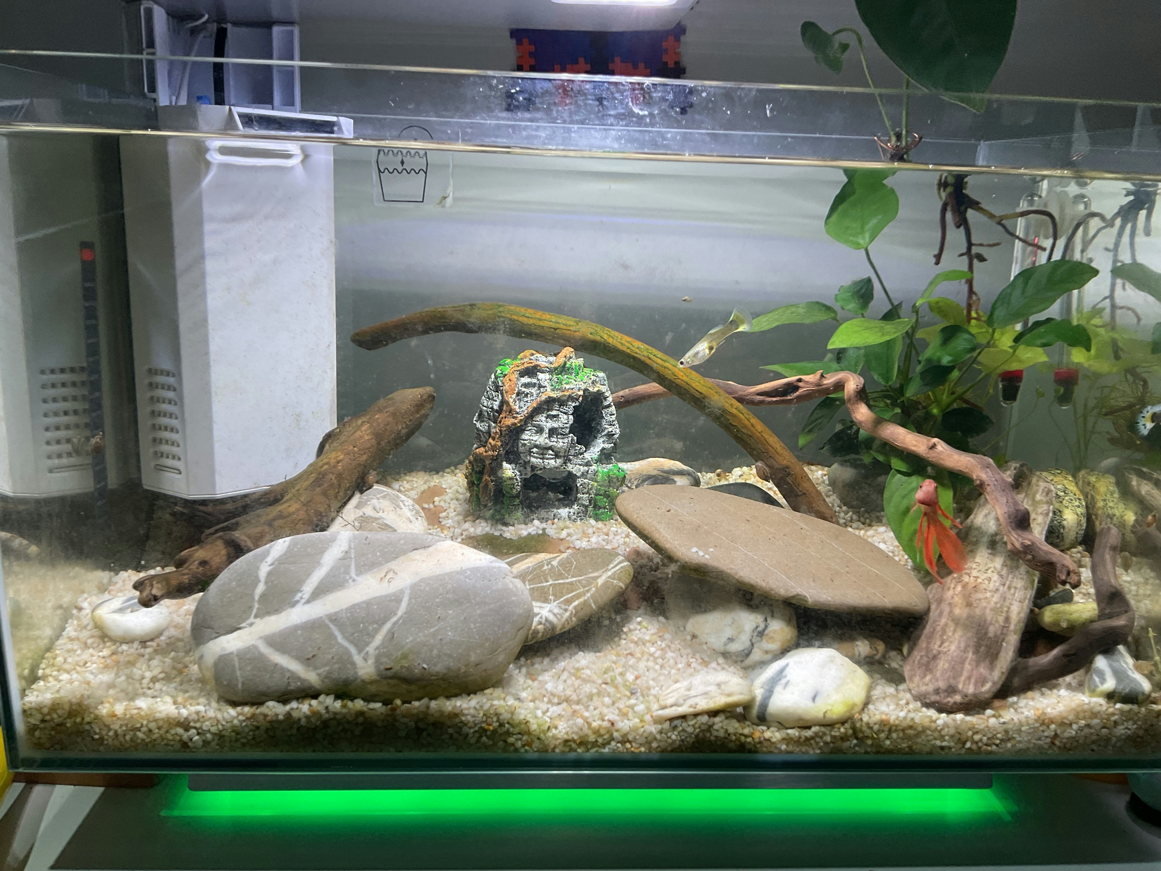 A well-decorated freshwater aquarium with sand and rocks.