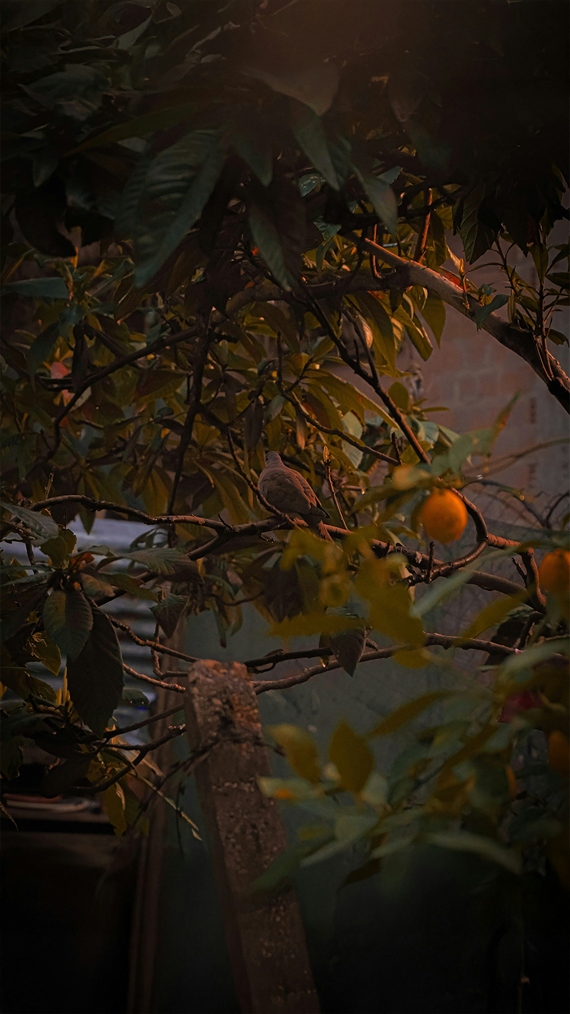 A bird rests on a branch with oranges