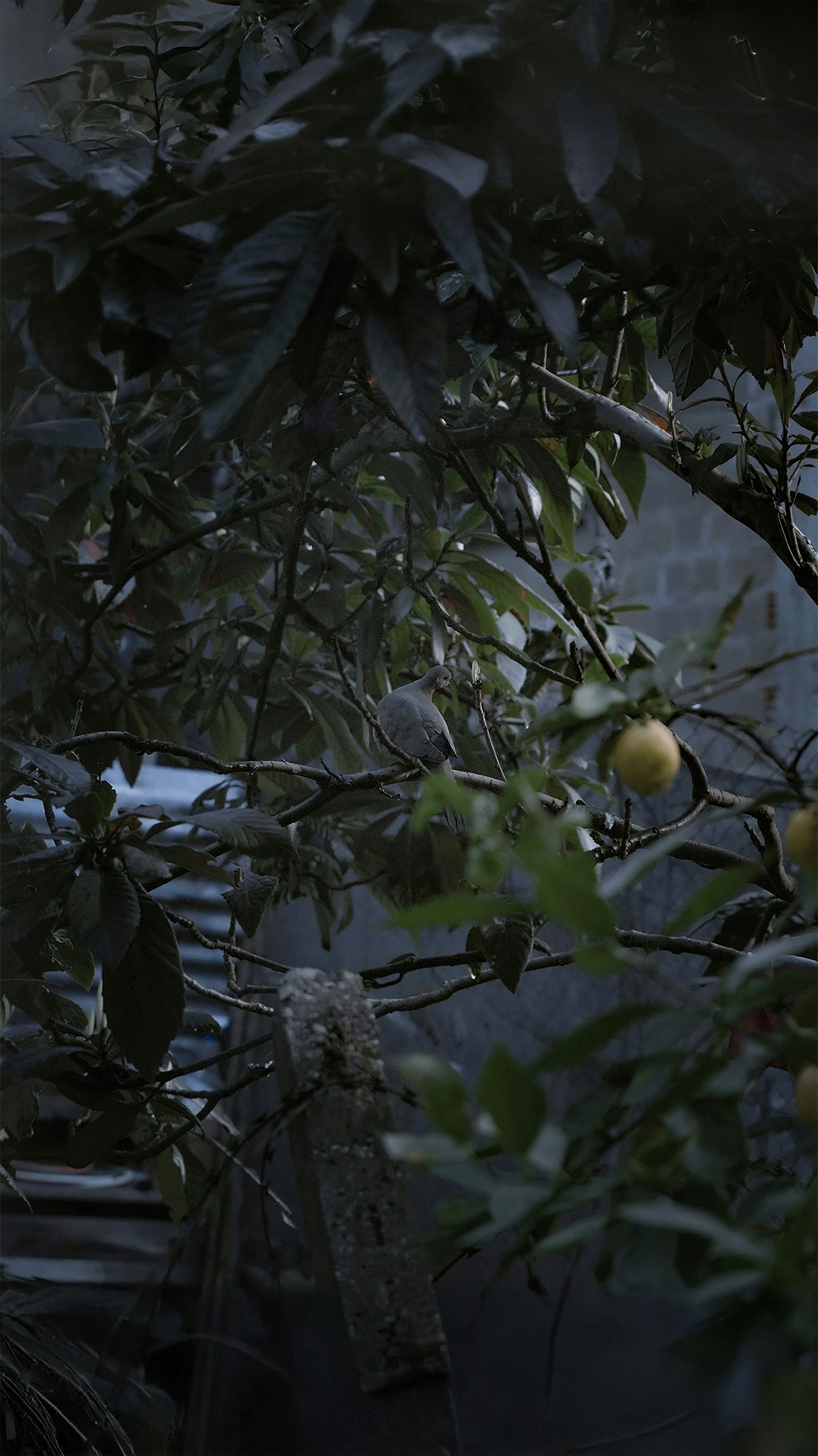 A small bird sits on a branch with lemons.