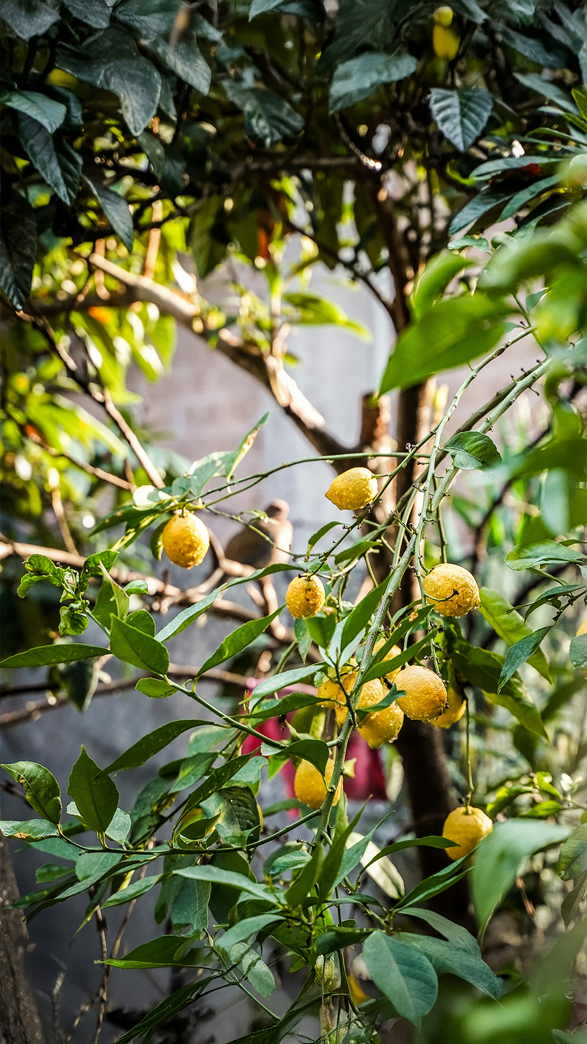 A bird sits on a branch of a lemon tree