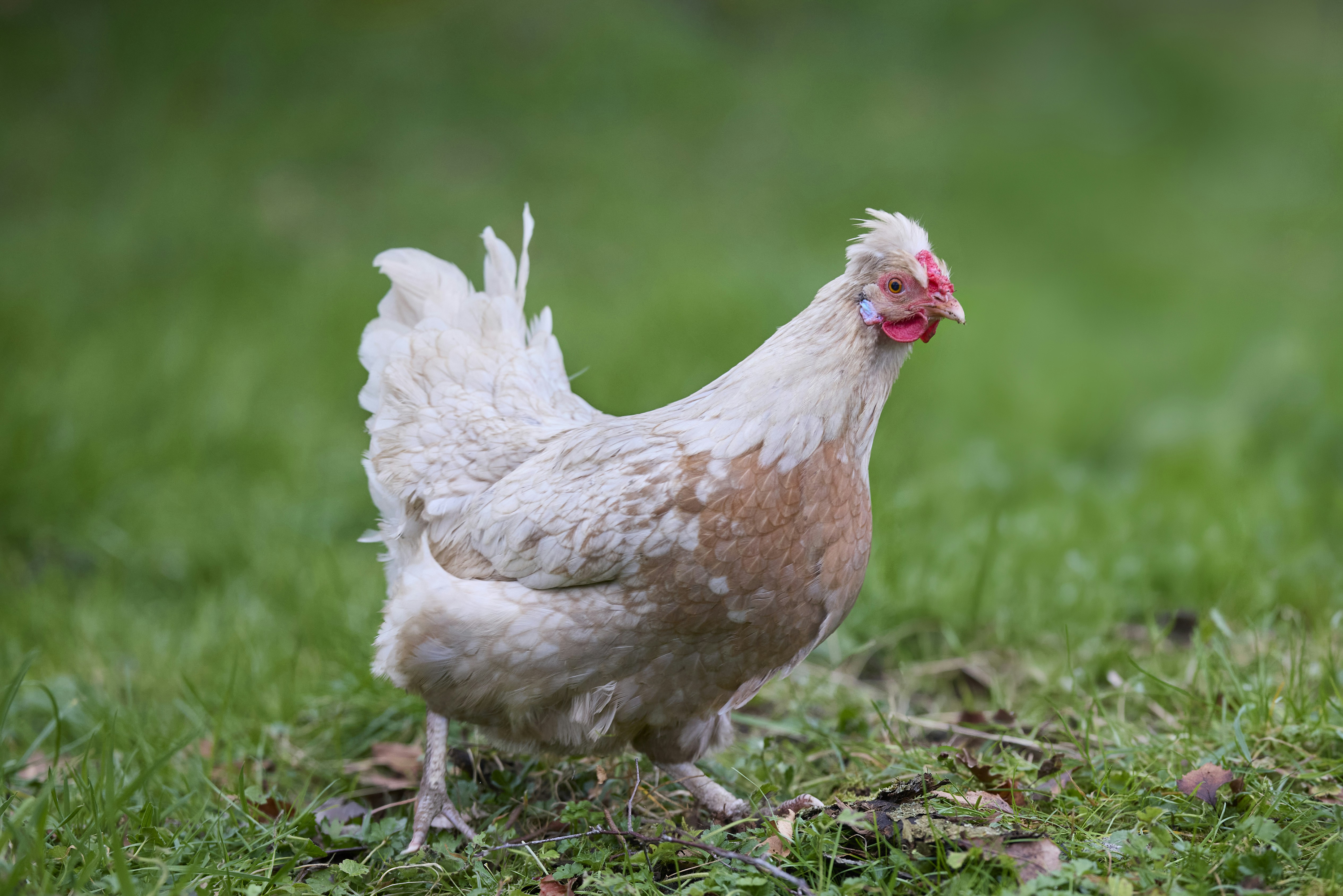 Photo by erwinbosman