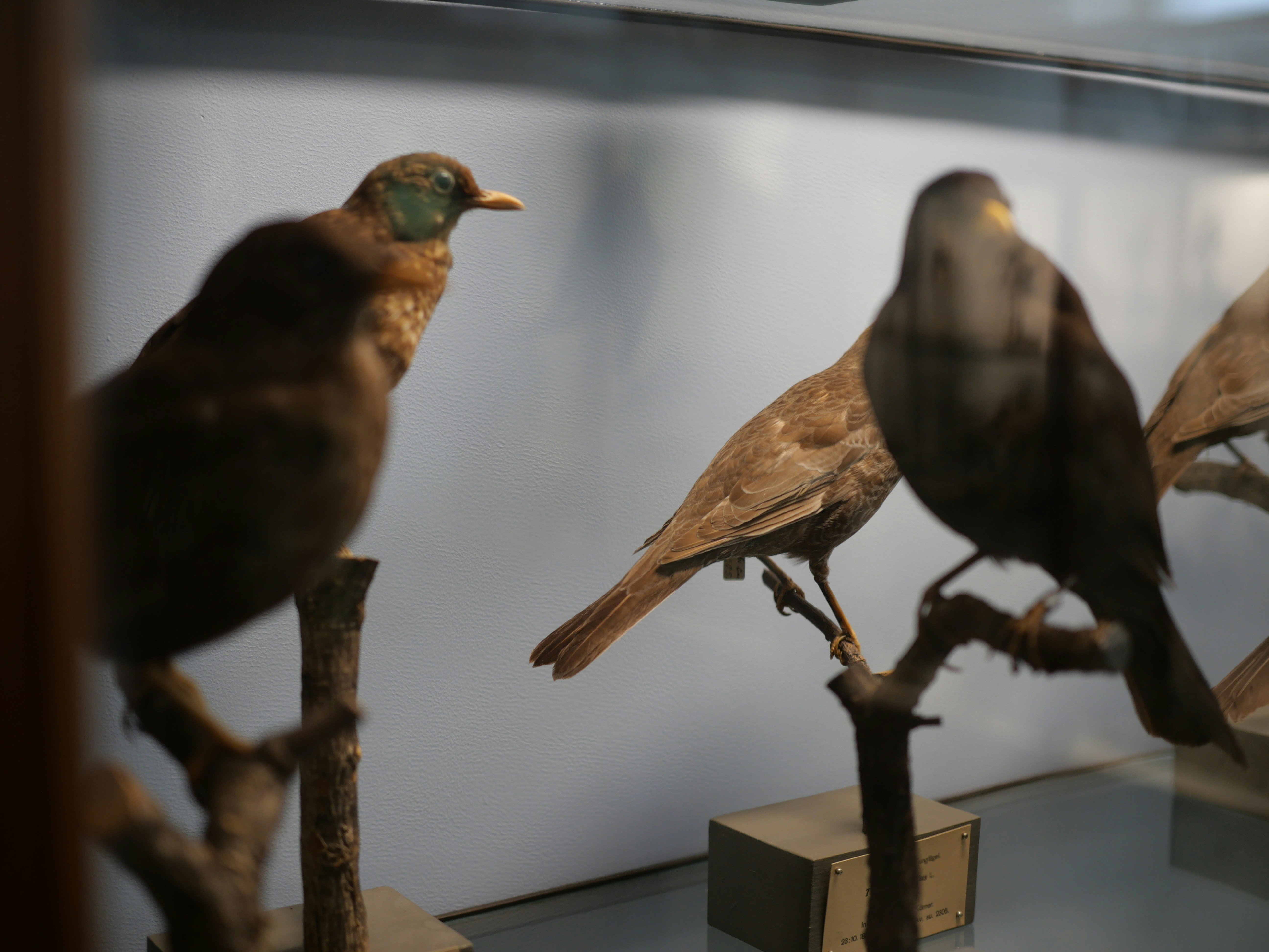 Two taxidermied birds perched on branches