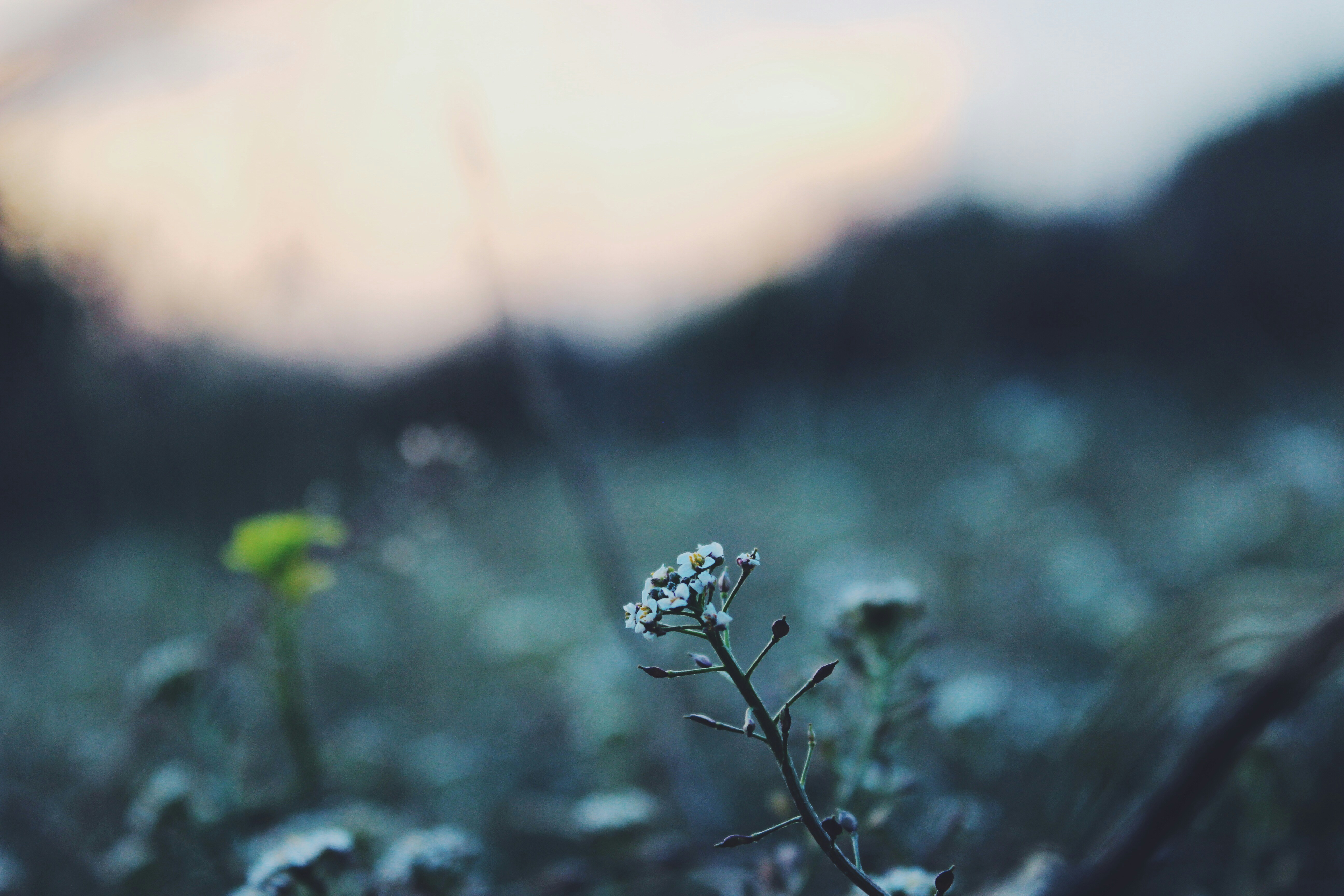 Photo by josocenmarti