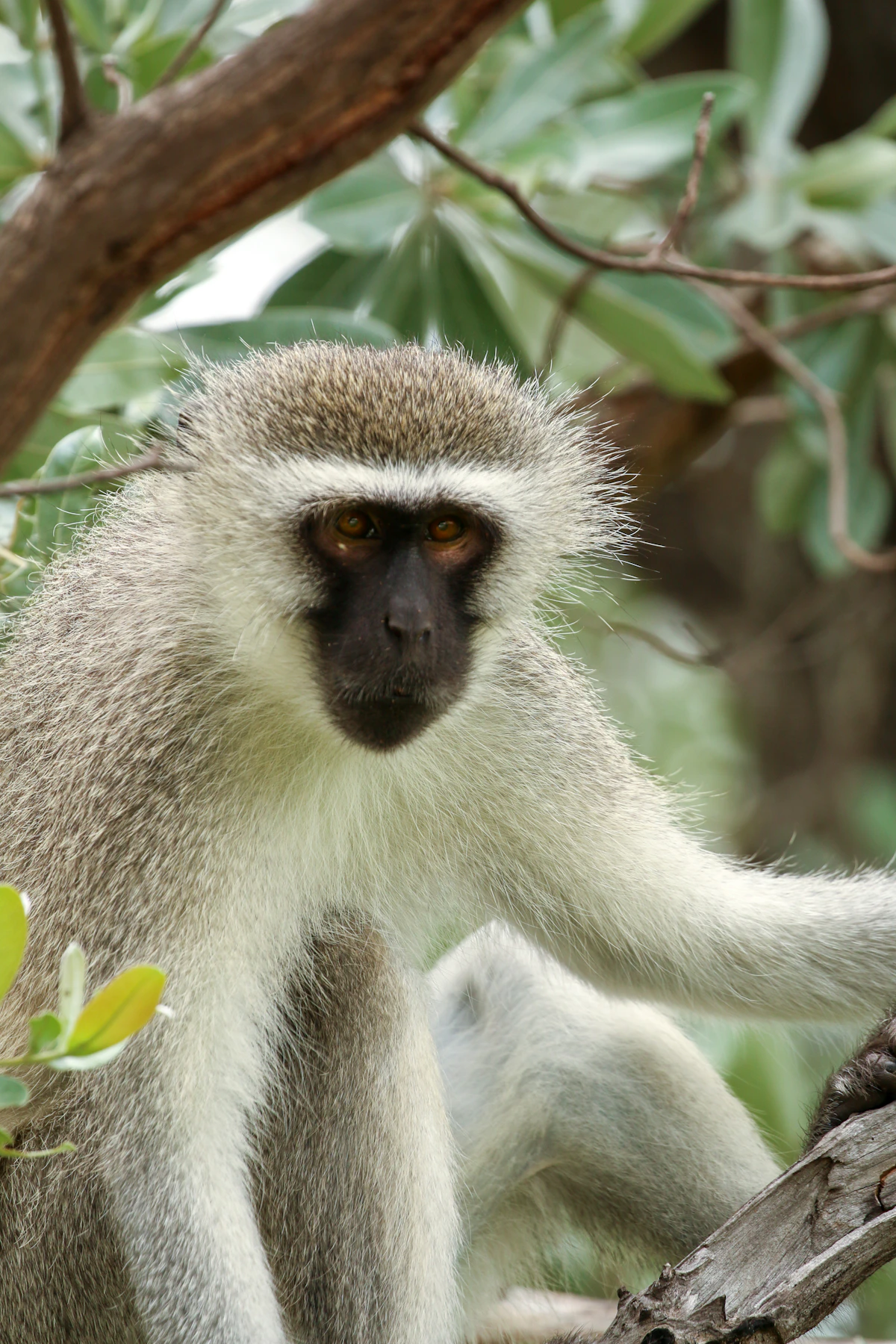 Vervet Monkey