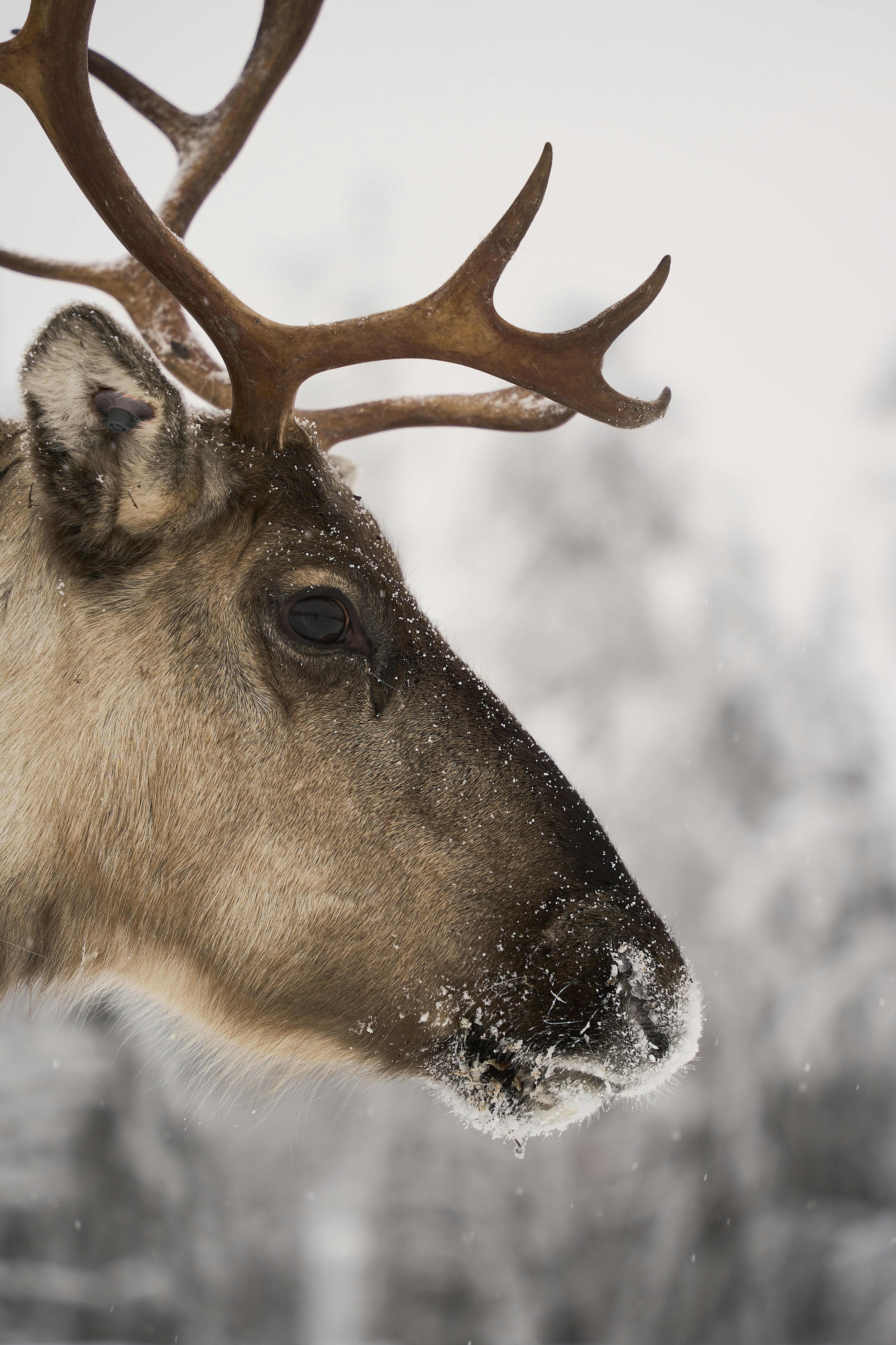 Close-up of a reindeer's head in a snowy forest.