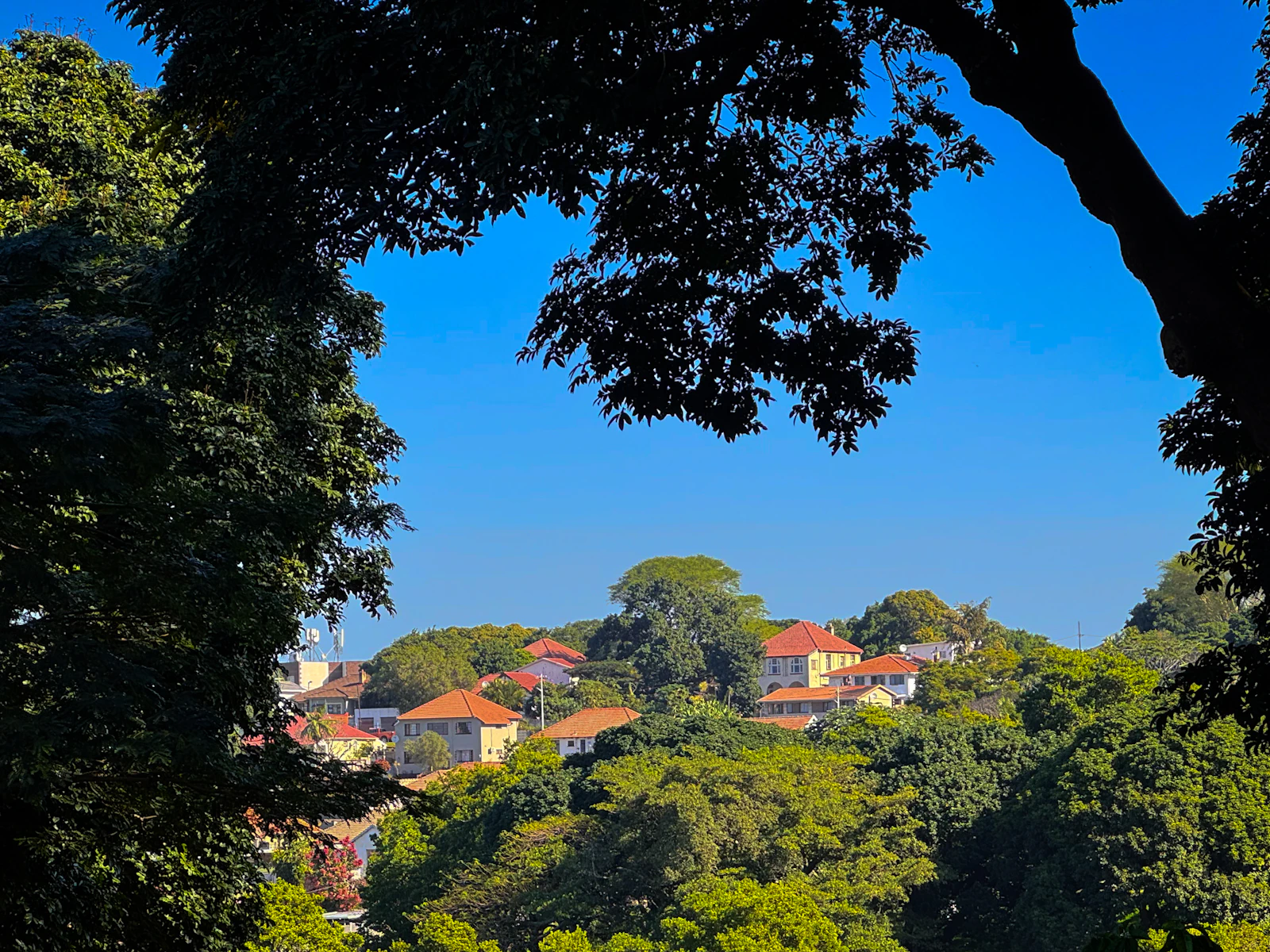 Houses set among established green trees under a clear sky