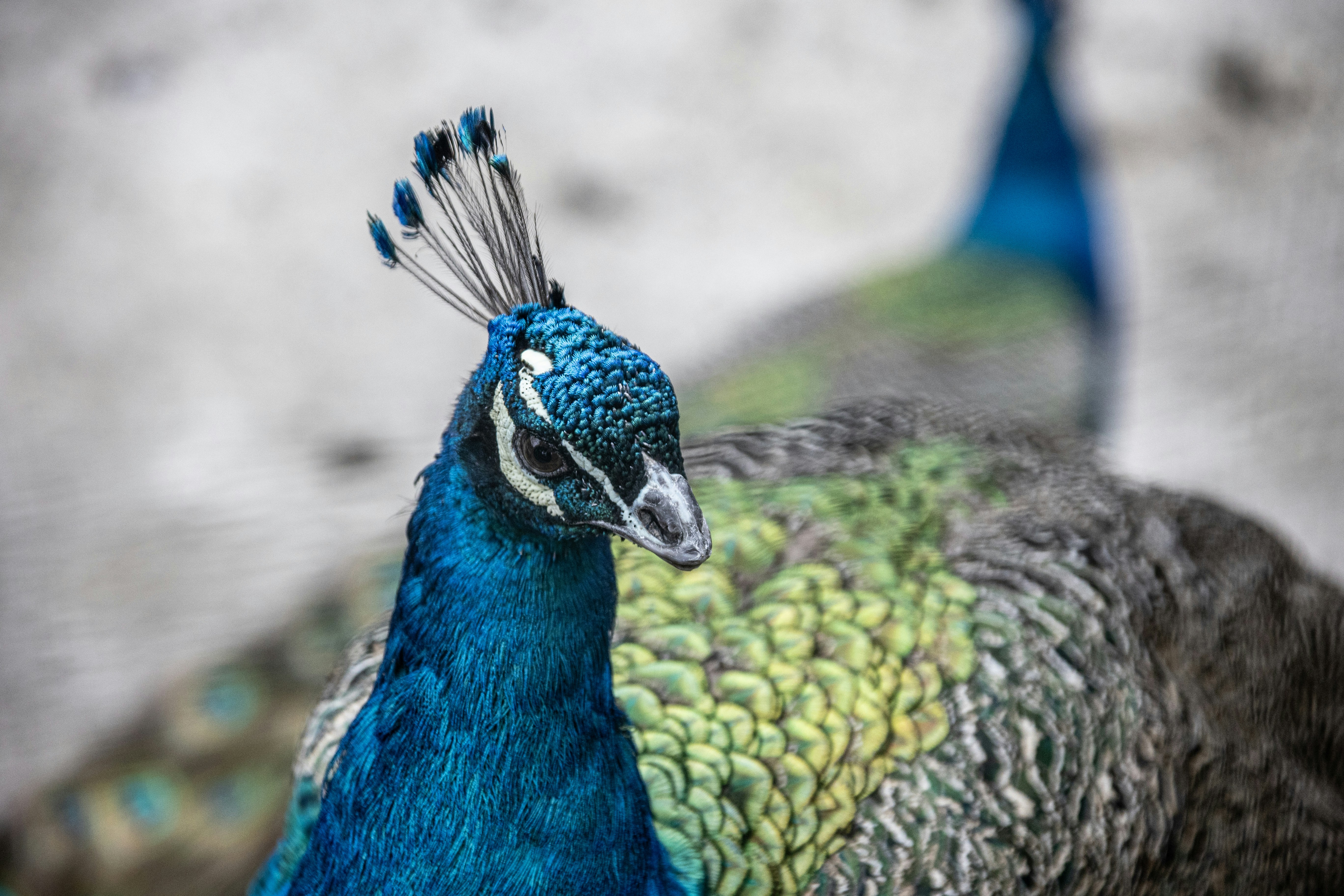 Photo by wu_hua_jiang