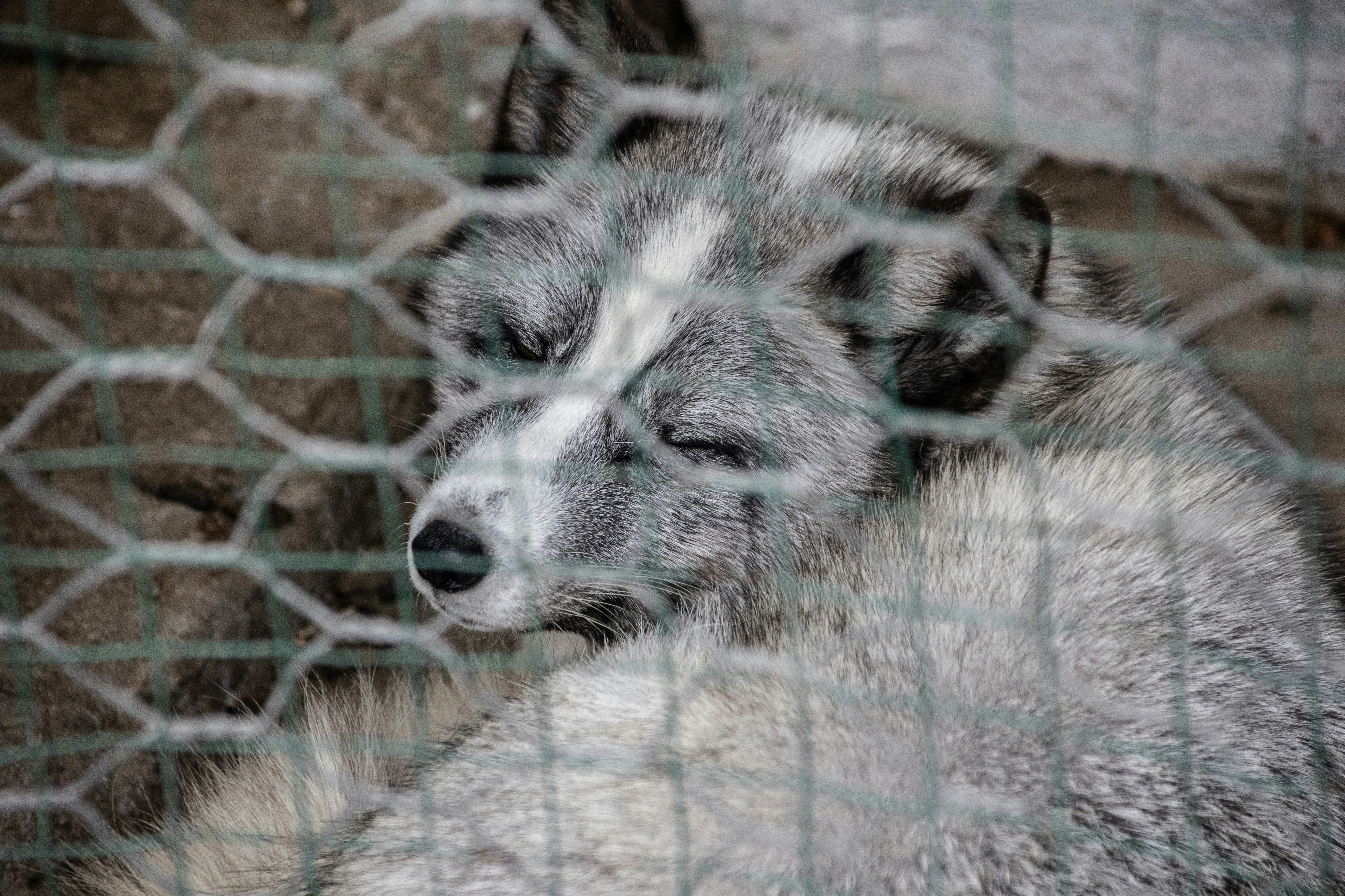 A sleeping fox behind a wire fence