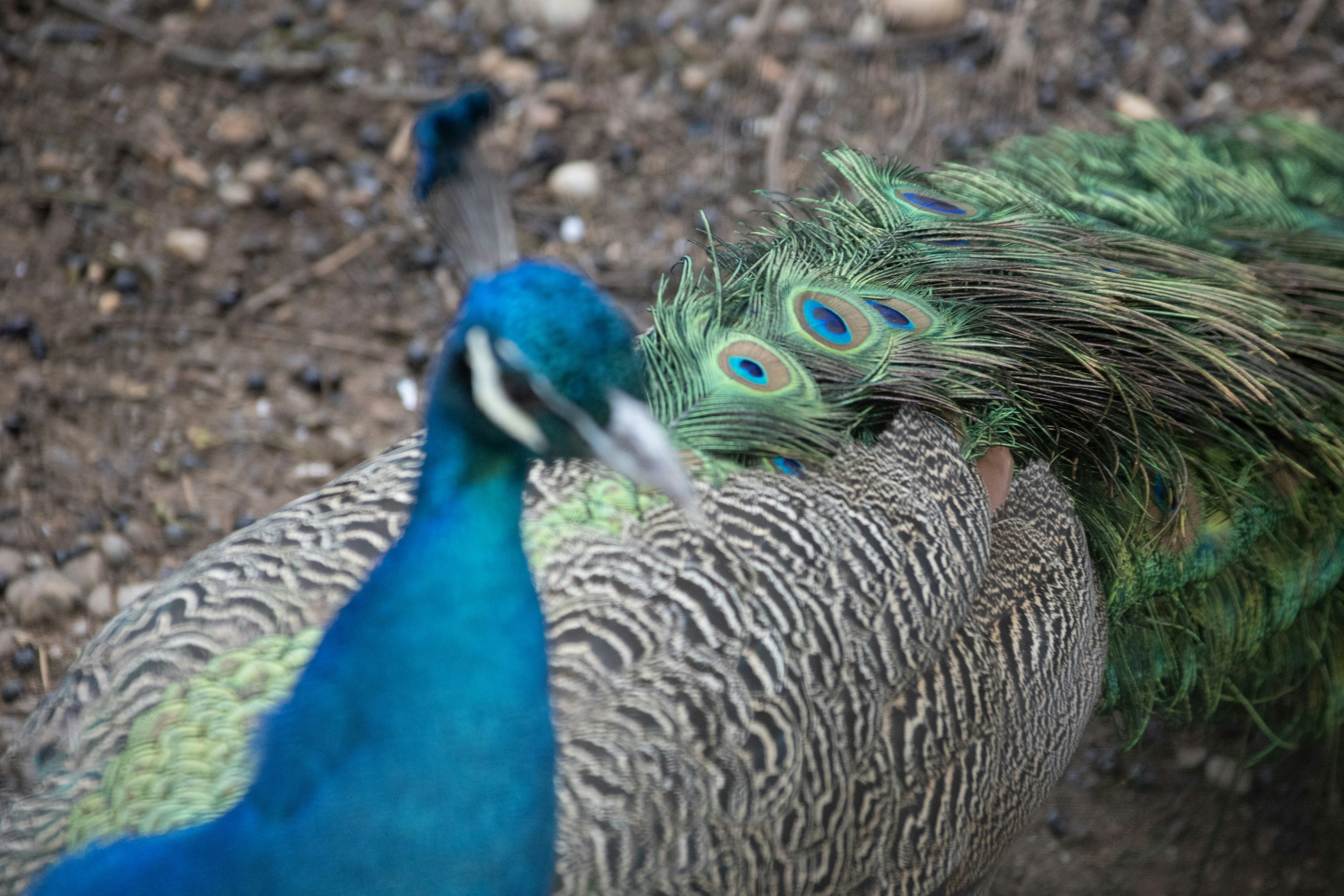 Photo by wu_hua_jiang