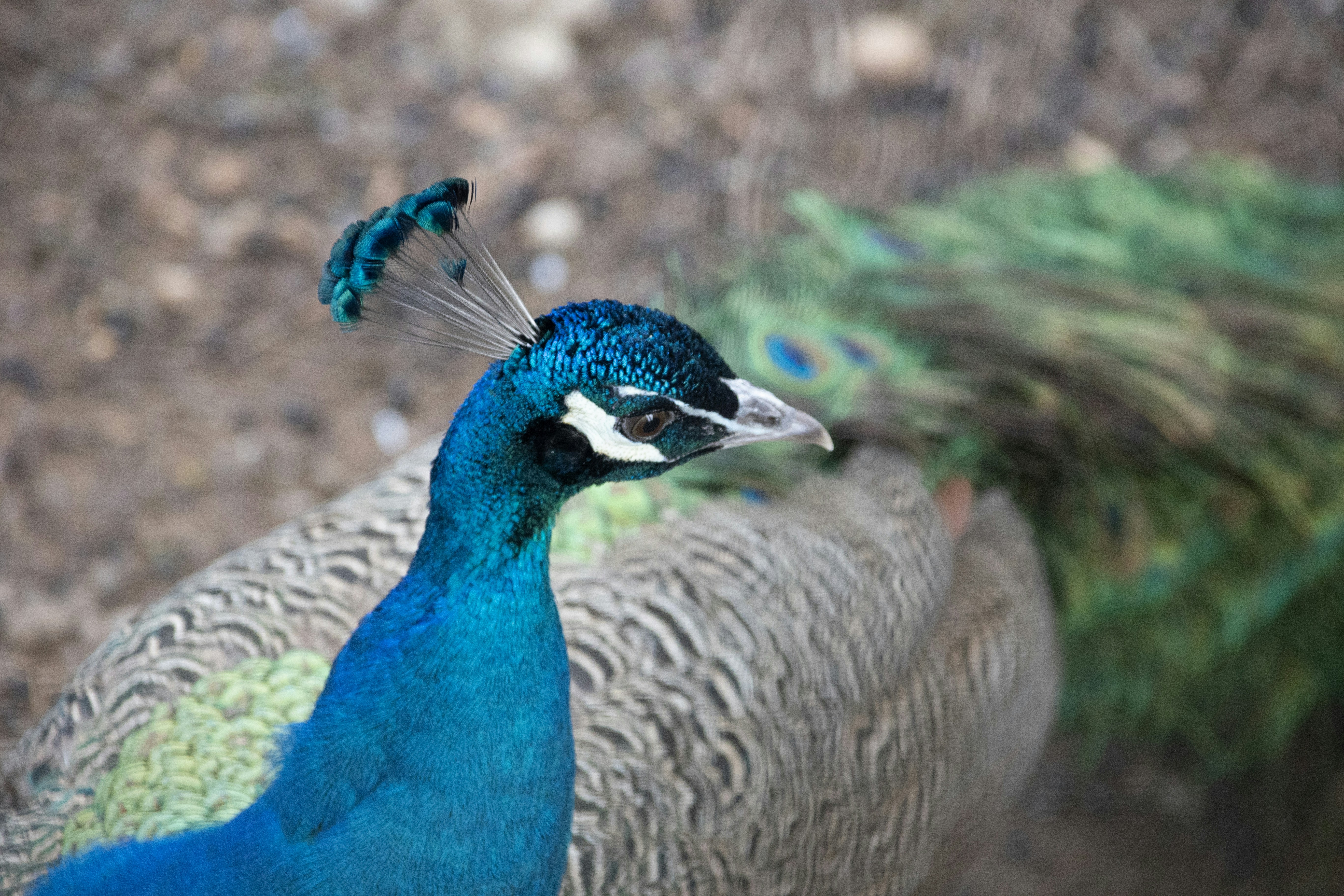 Photo by wu_hua_jiang