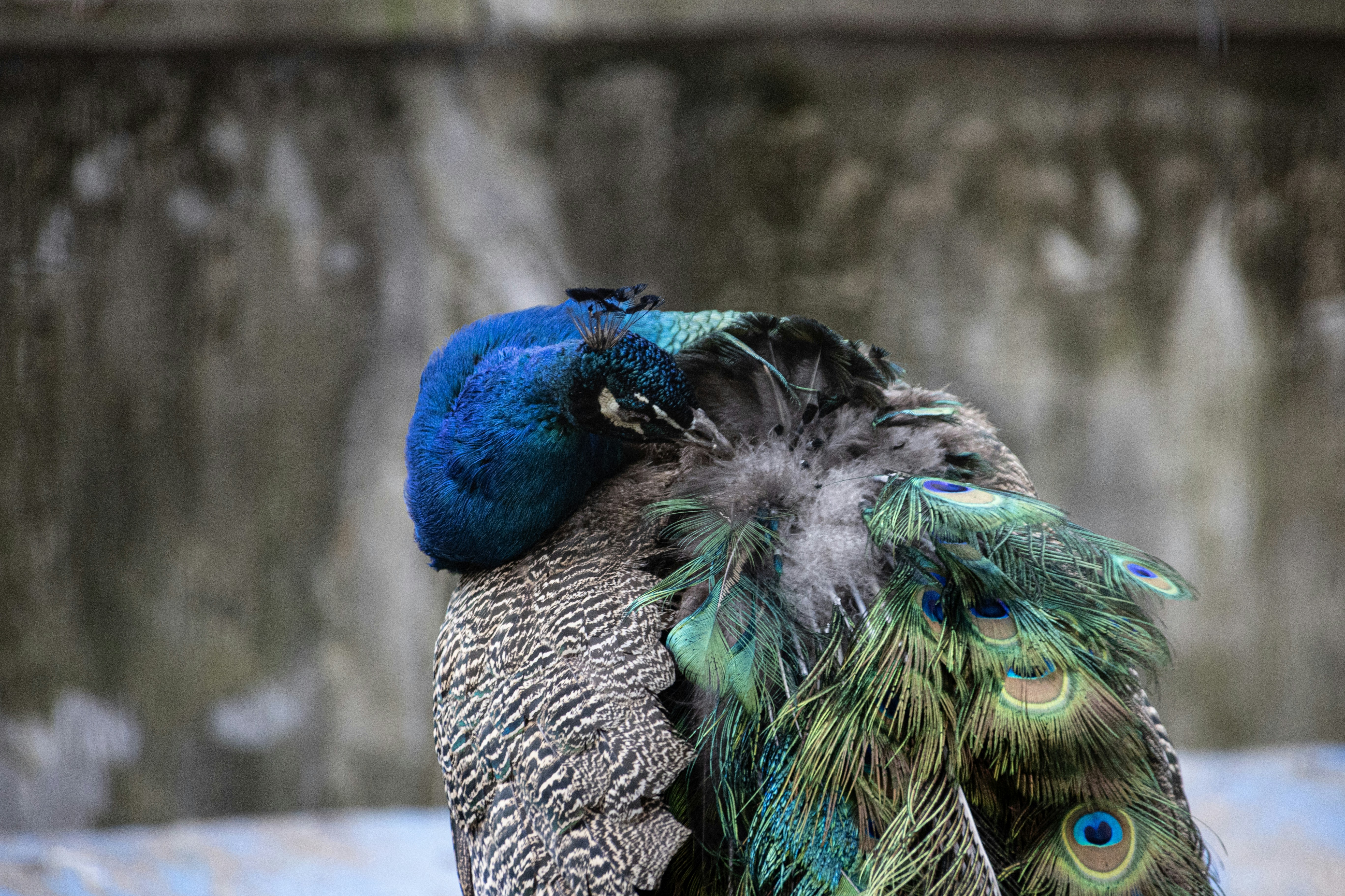 Photo by wu_hua_jiang