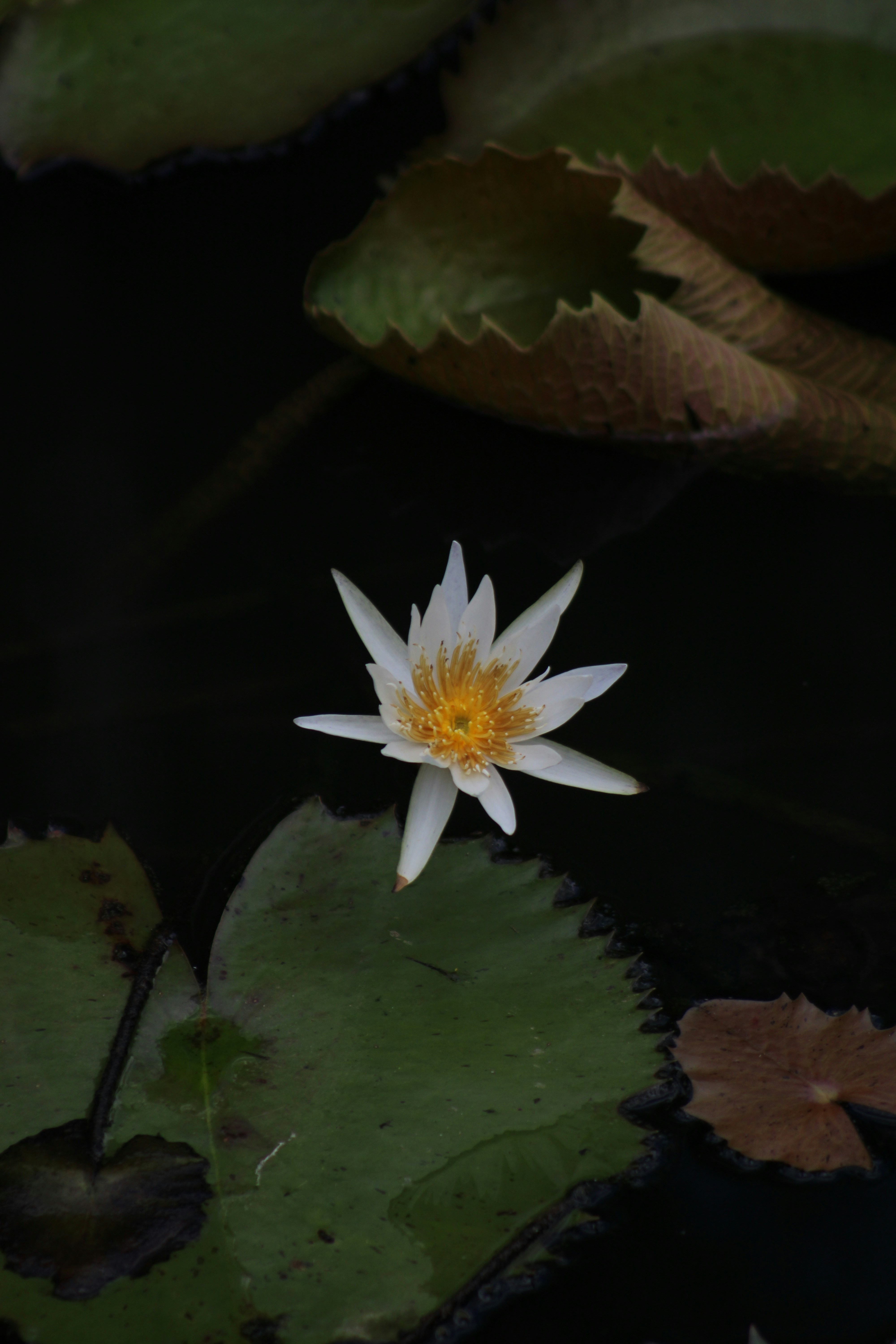 Photo by loaizaperez