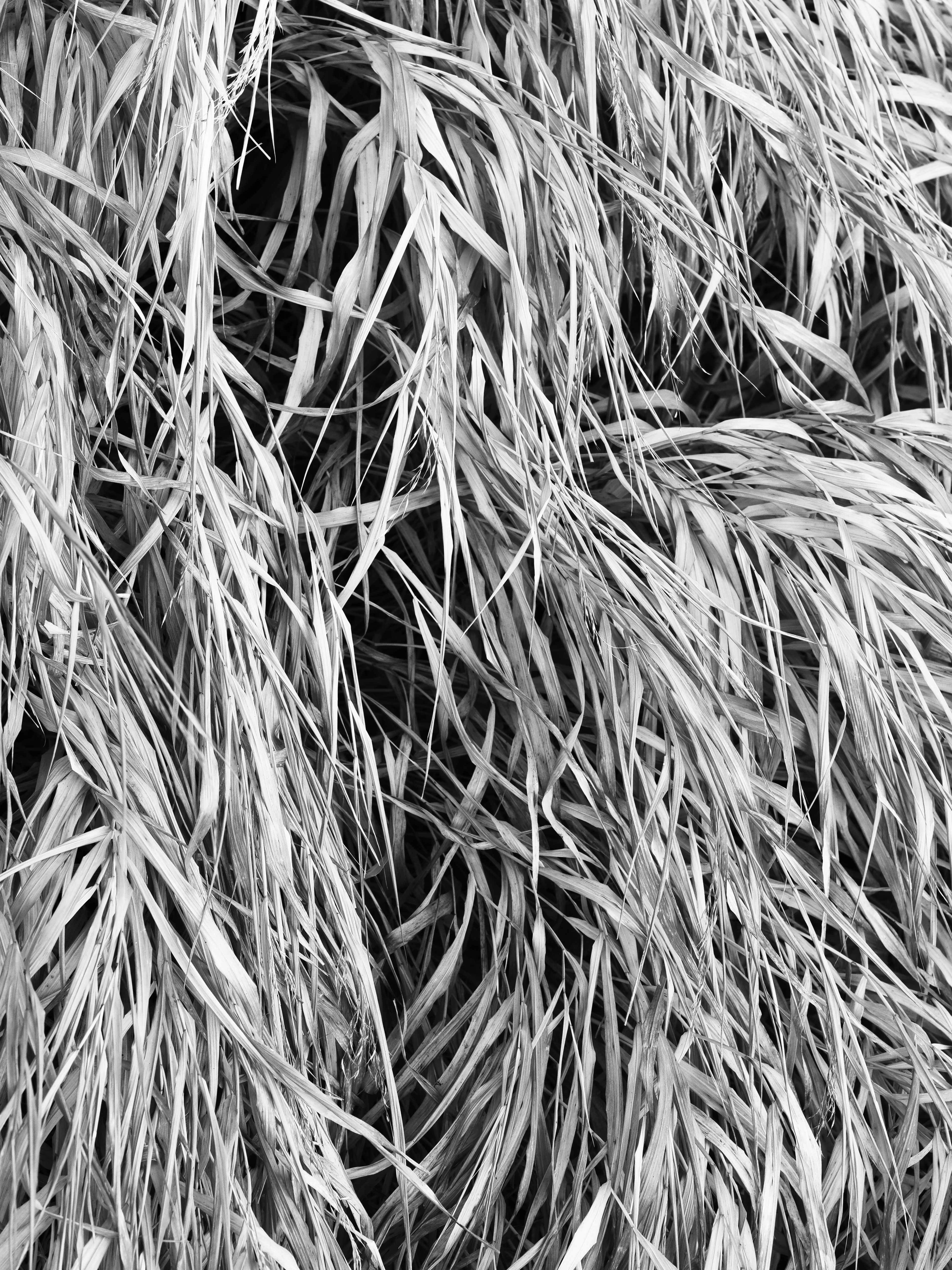 Photo by sschusterphotoart