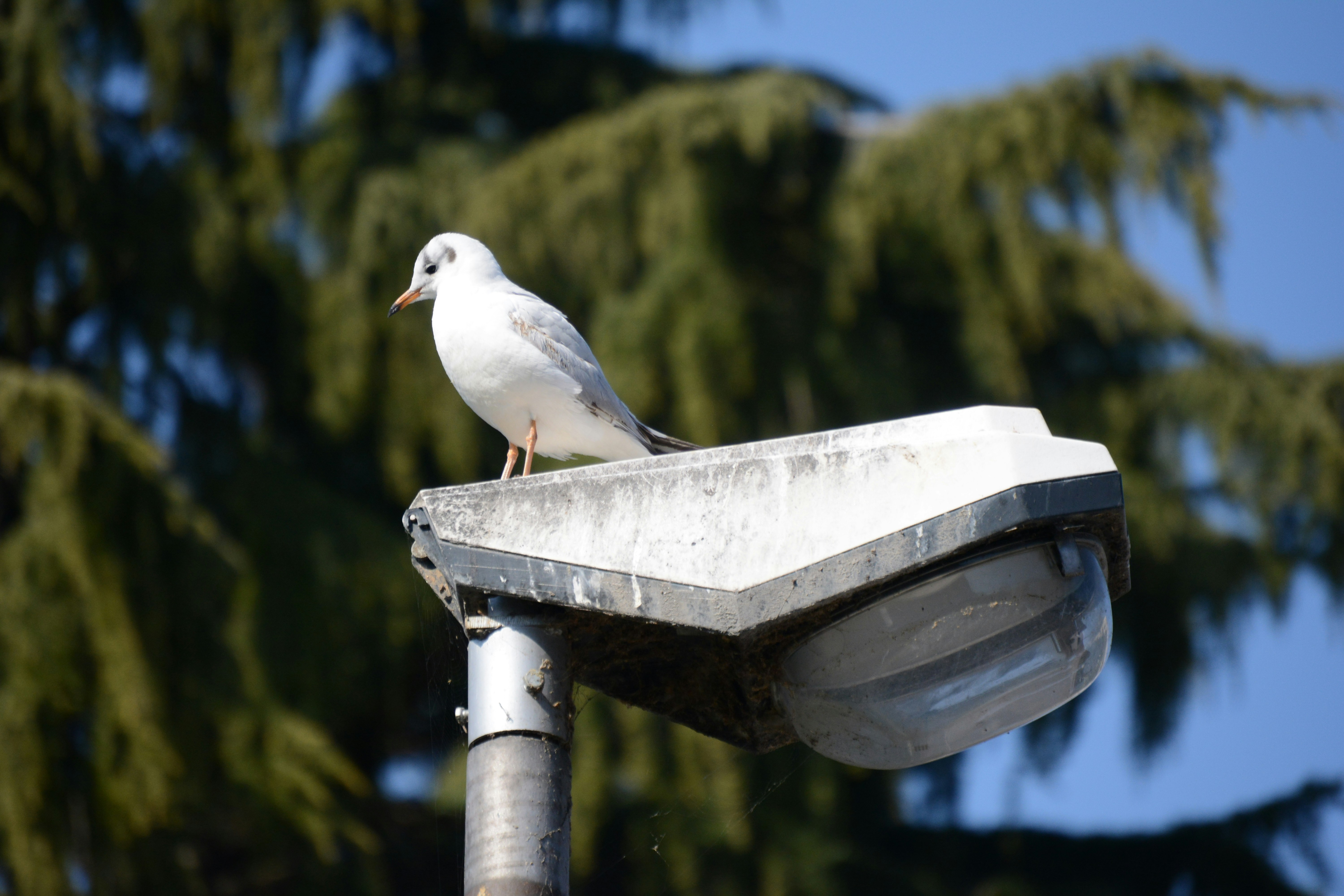 Photo by just_another_try