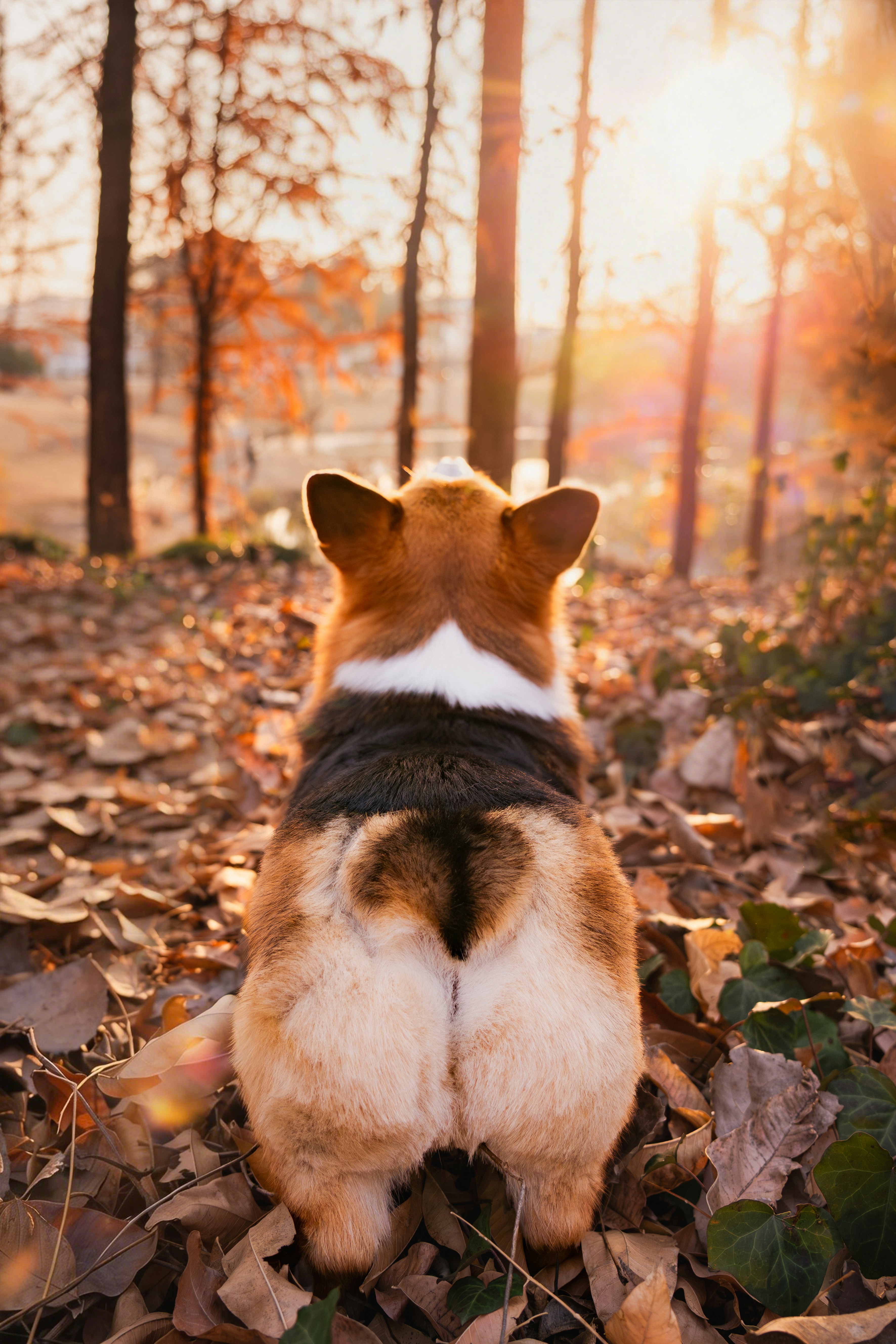 Vibrissa Pet Services's image