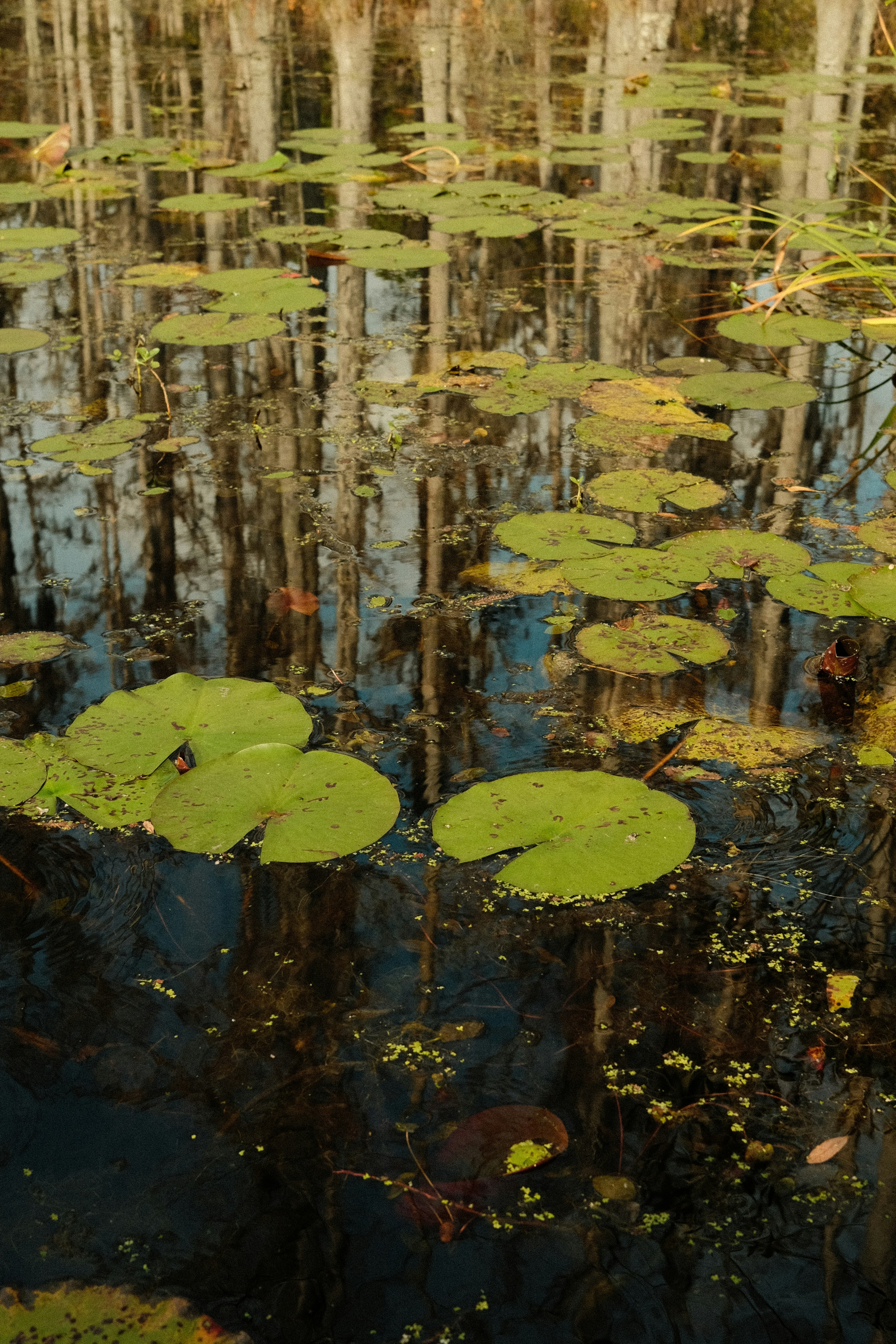 Photo by theaaronsimpson