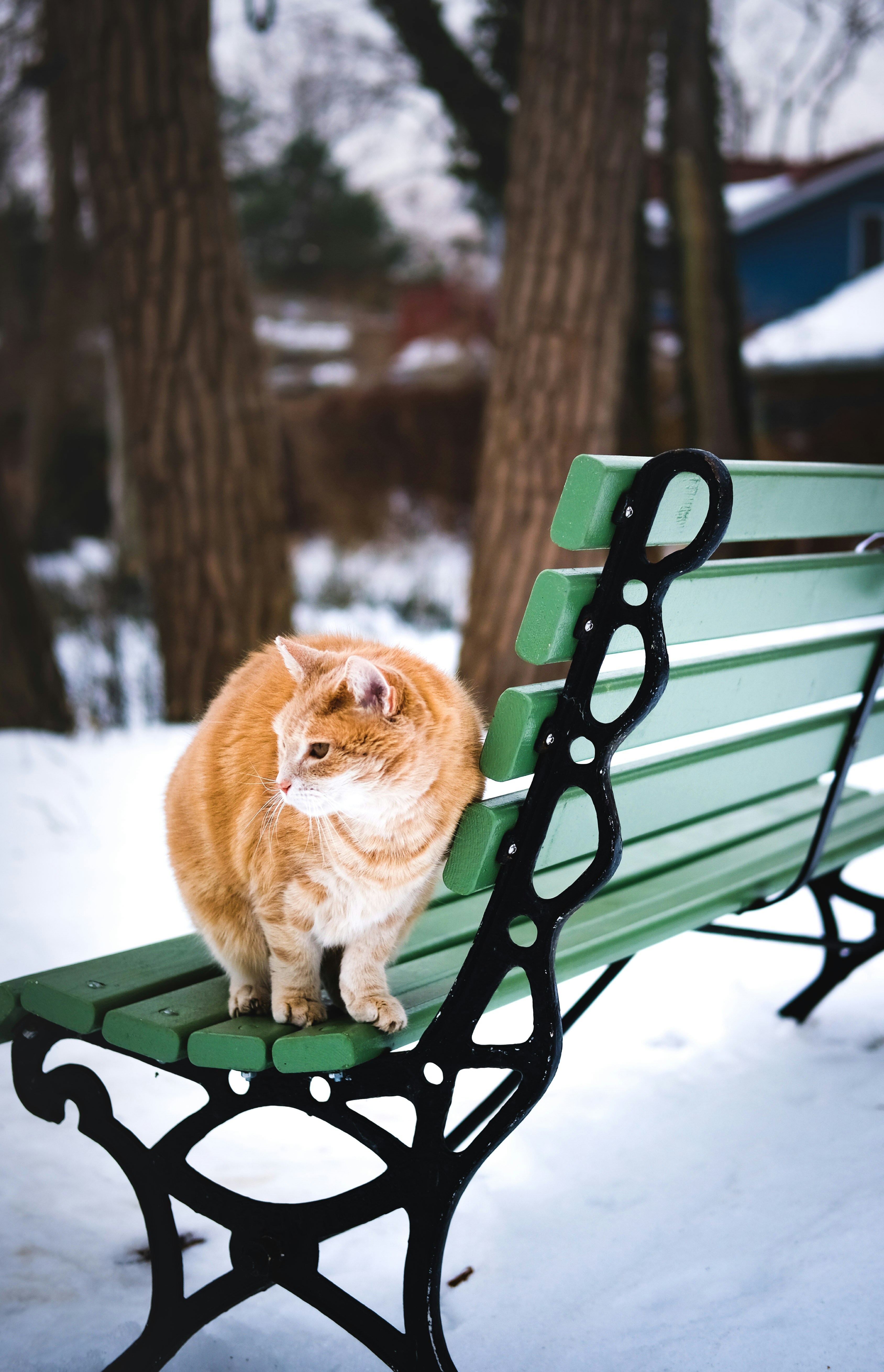 An orange cat sits on a snowy park bench.