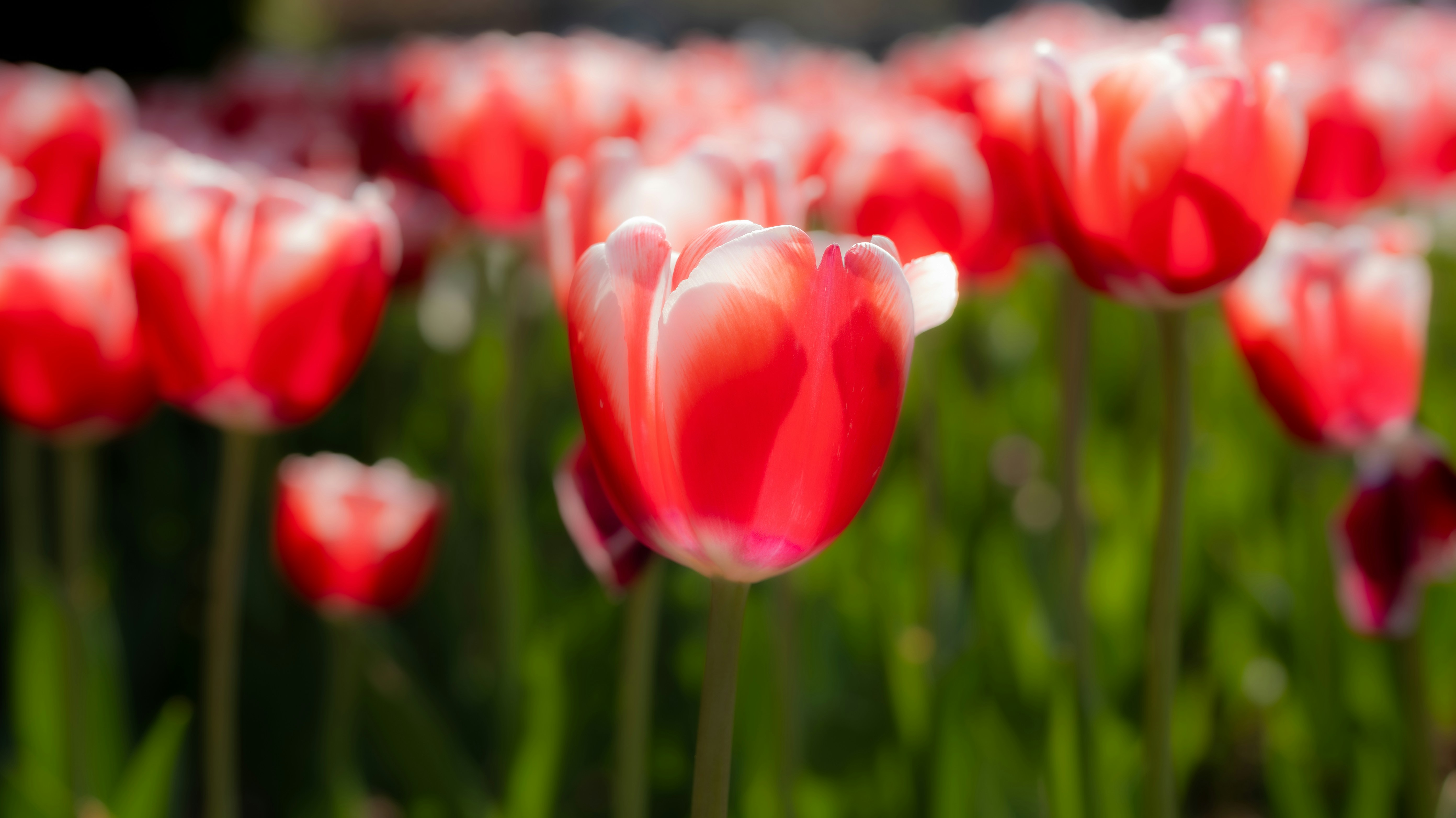 Photo by lingbo_huang