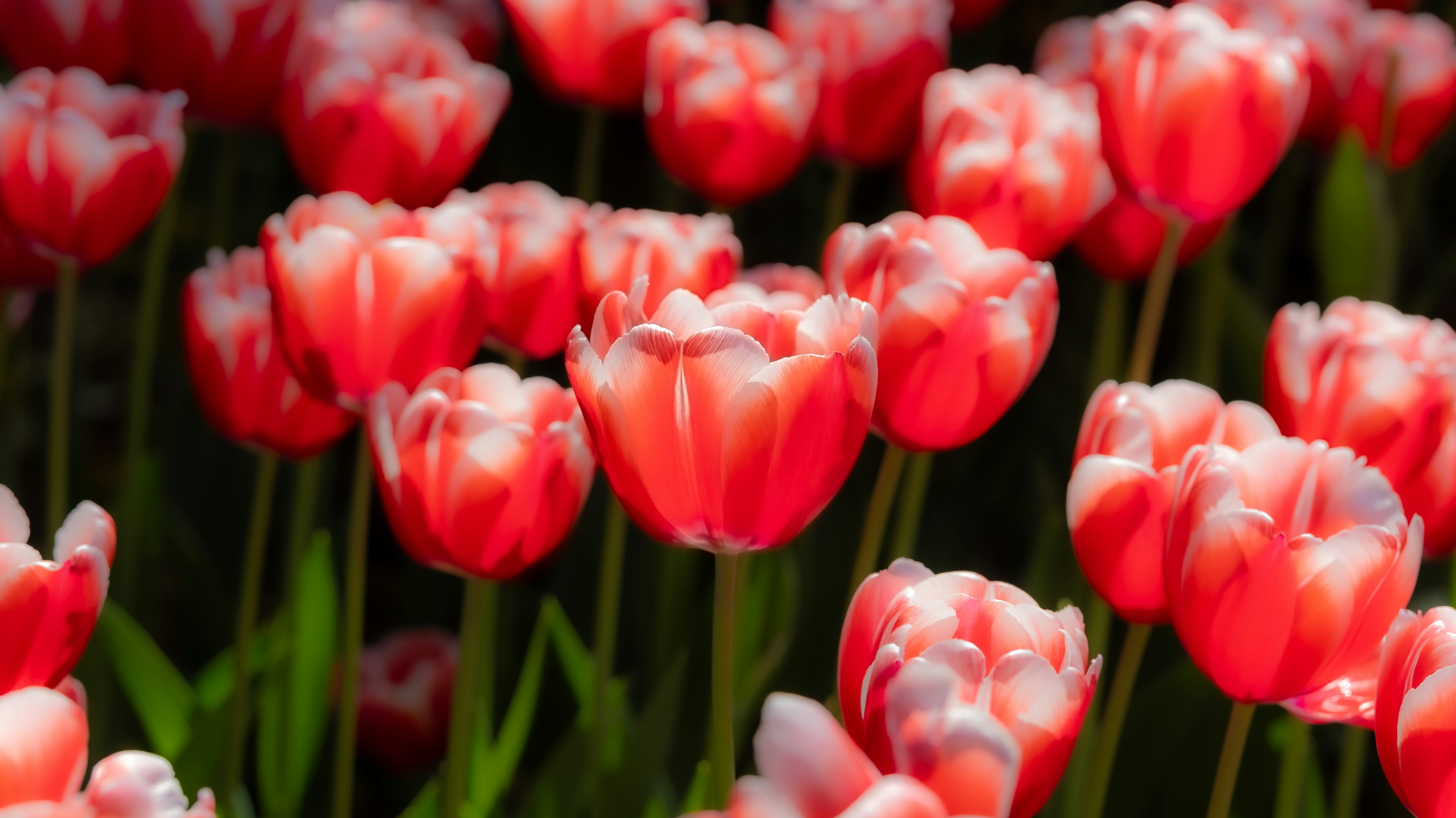 Photo by lingbo_huang