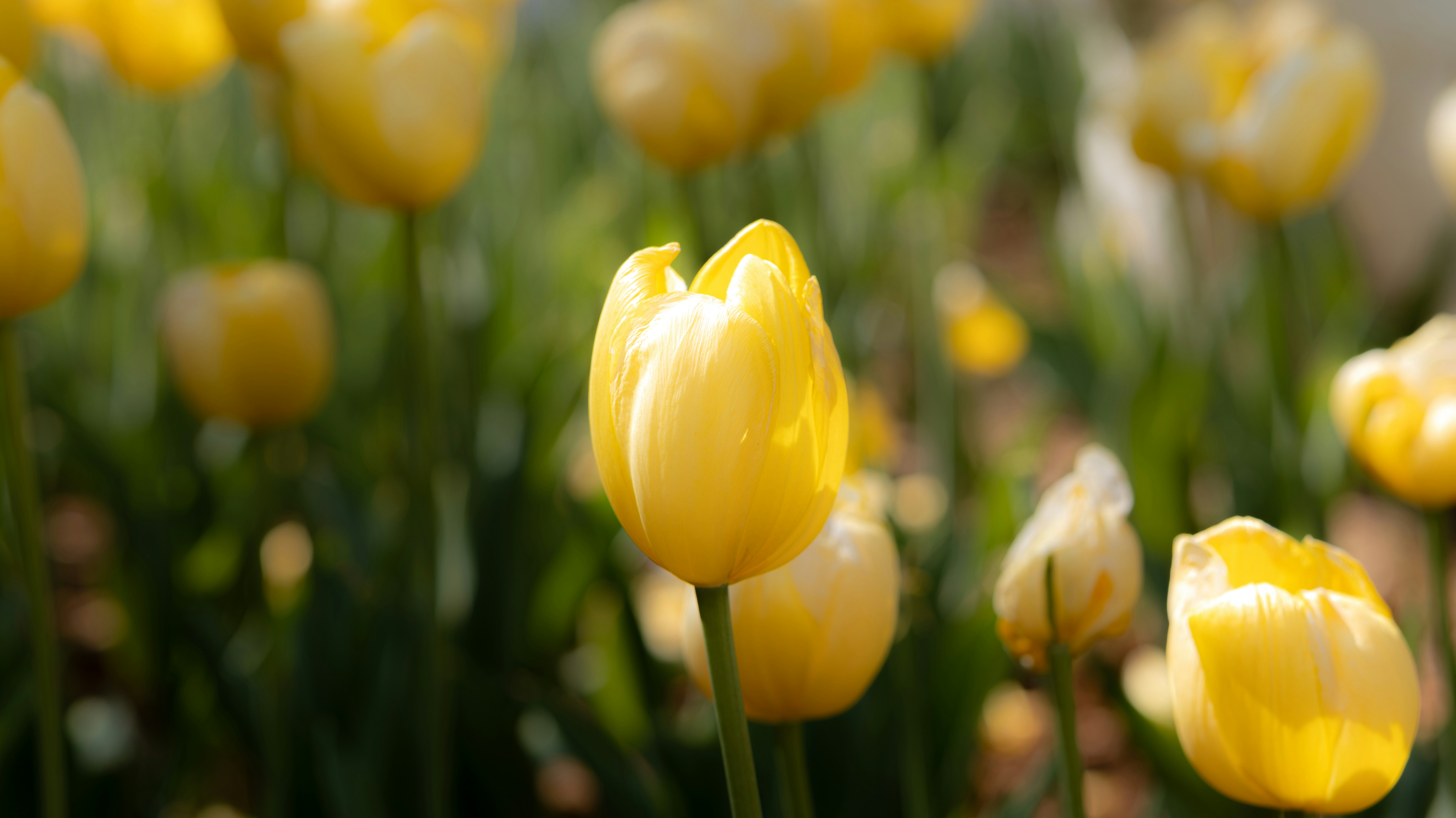 Photo by lingbo_huang