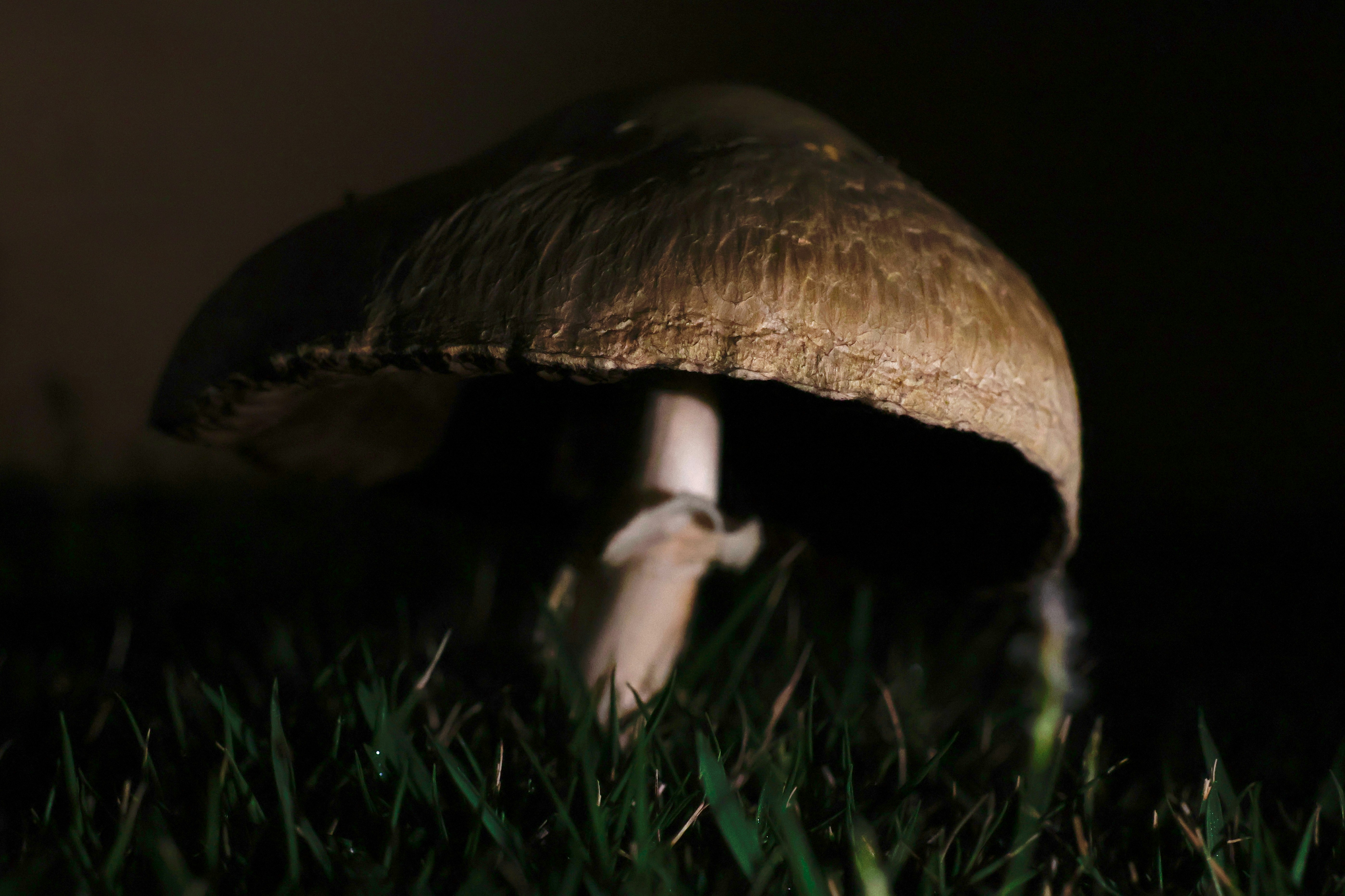 A single mushroom grows in the grass at night.