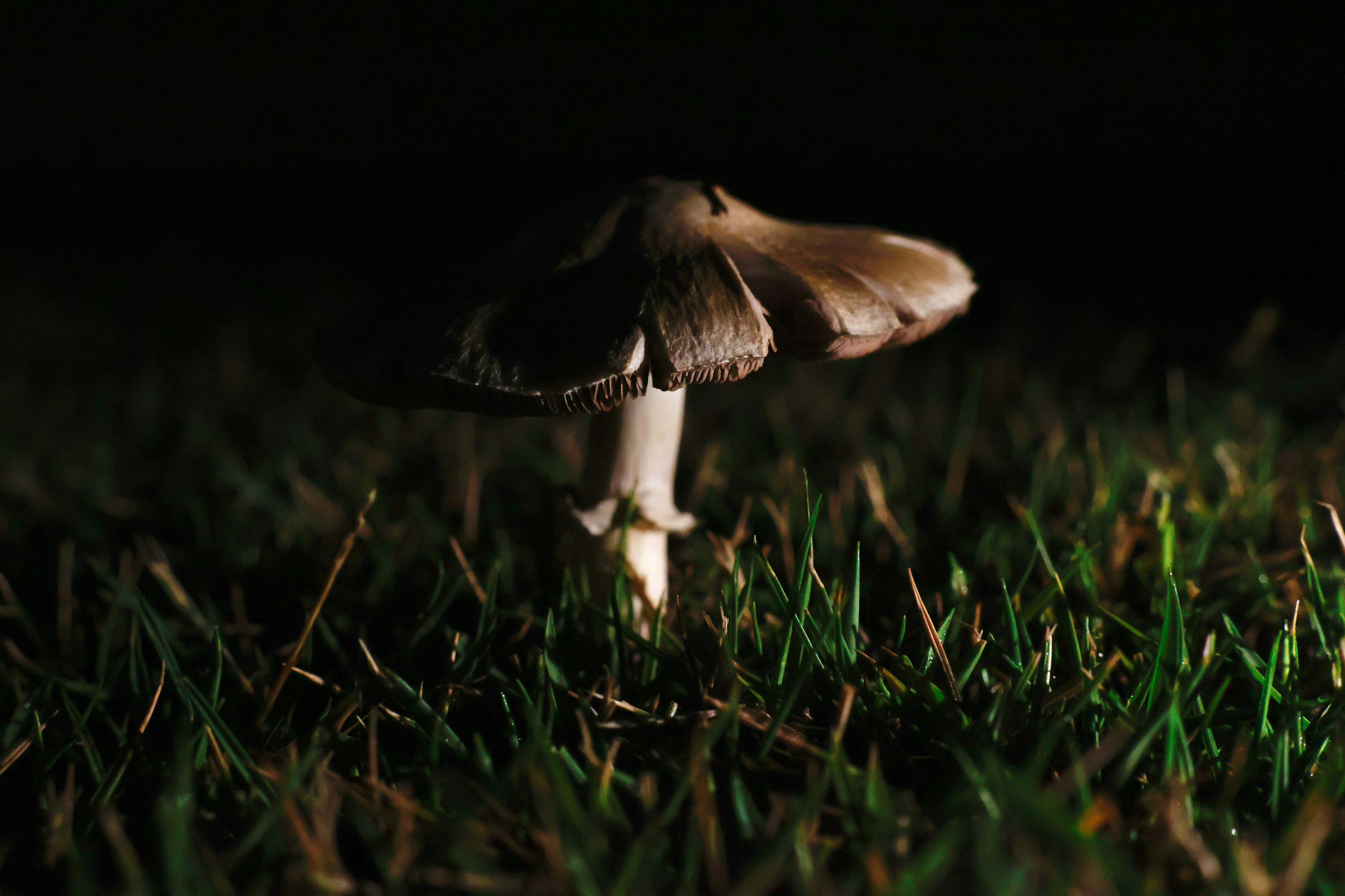 Nachts steht ein einzelner Pilz im Gras