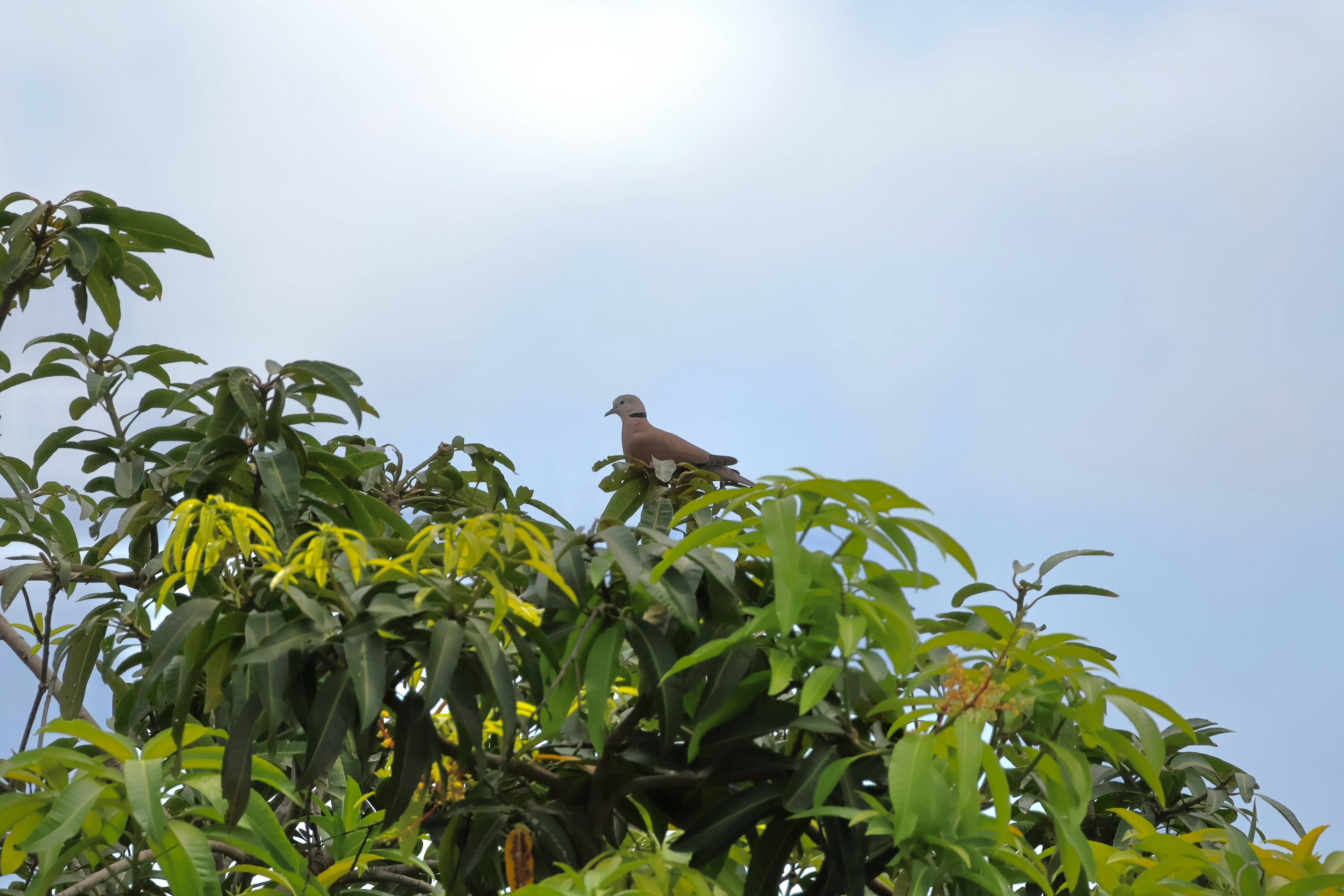 Ein Vogel, der auf einem laubreichen Ast saß
