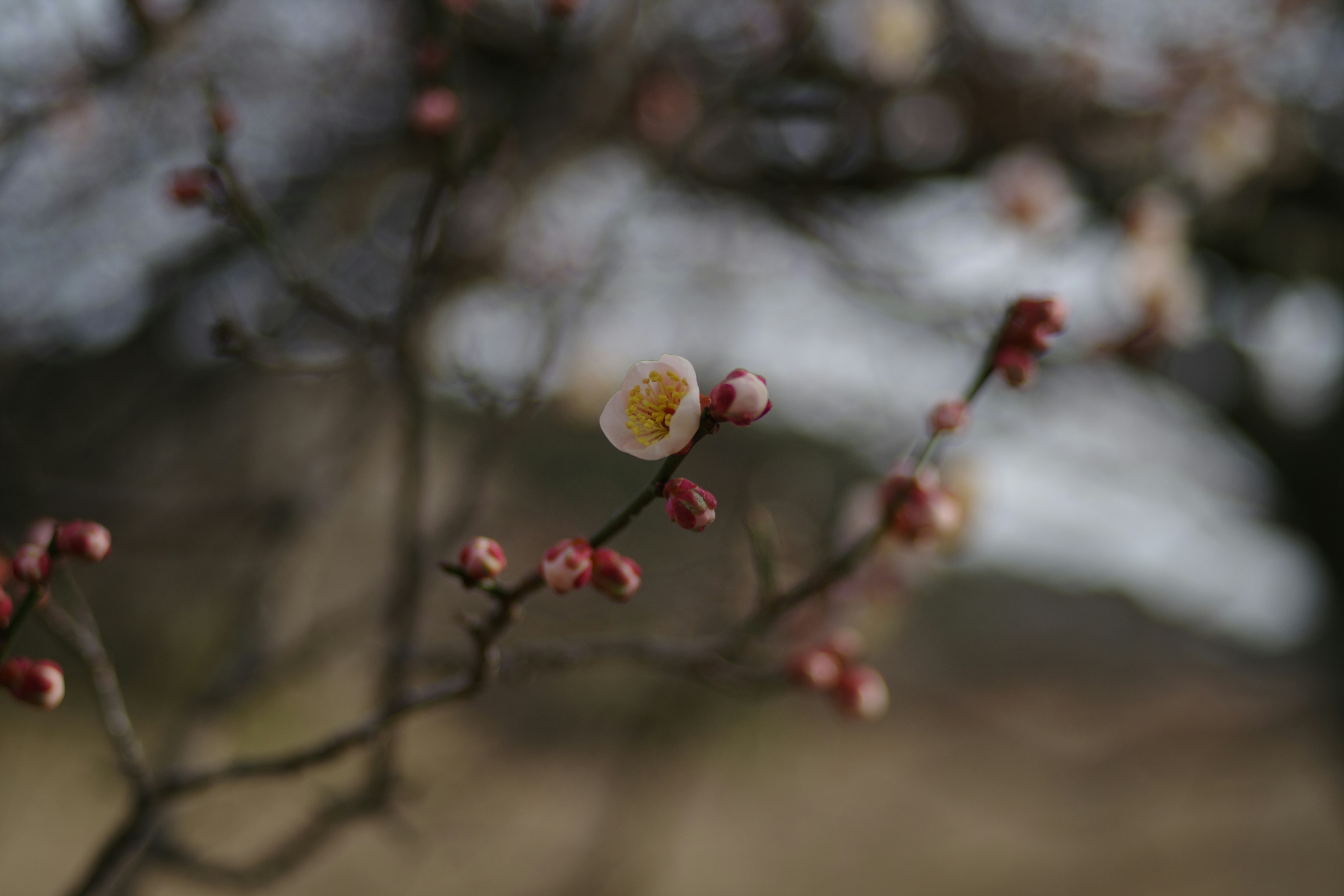 A single plum blossom opens on a branch.