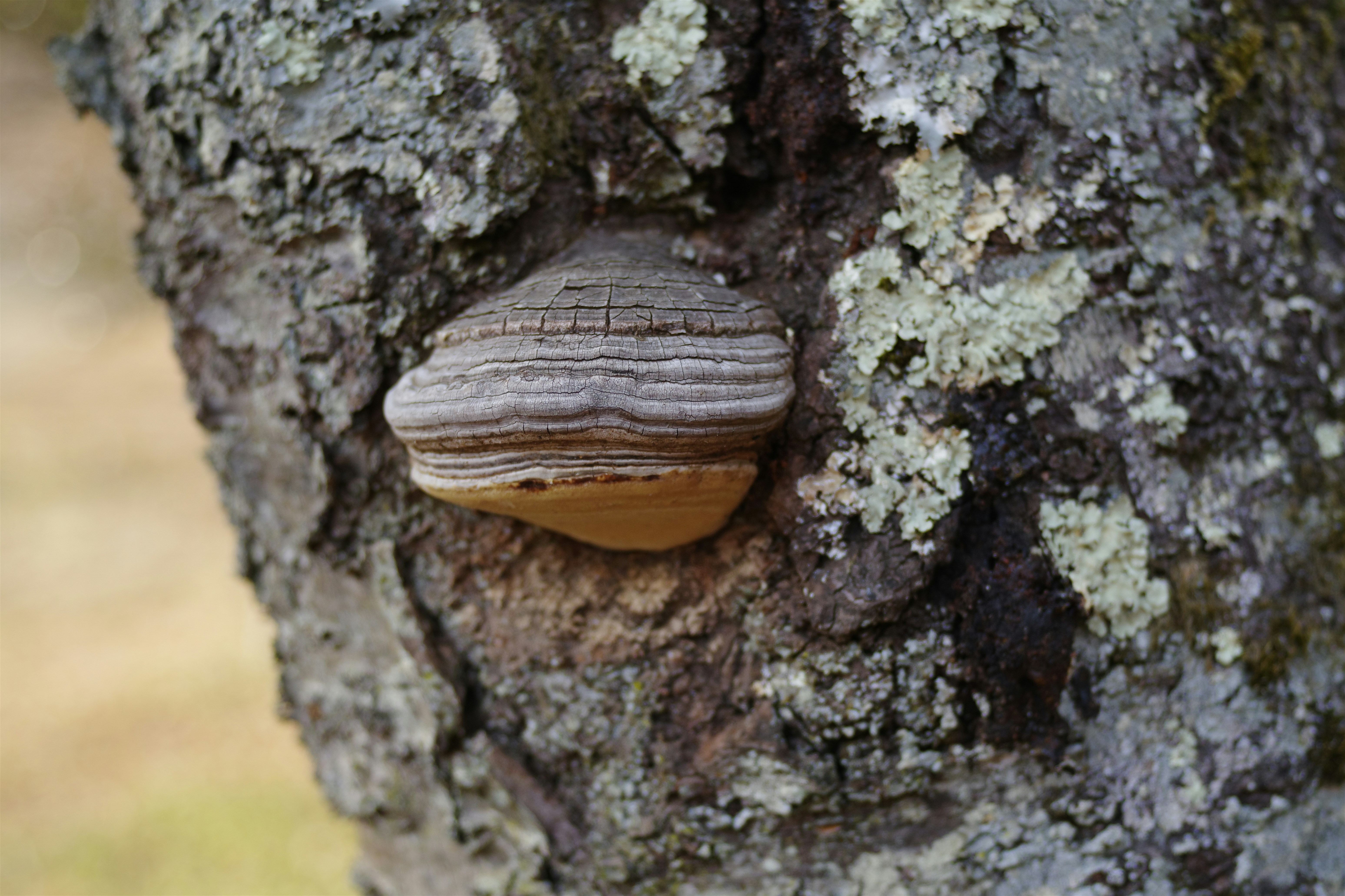 A bracket fungus grows on a tree trunk