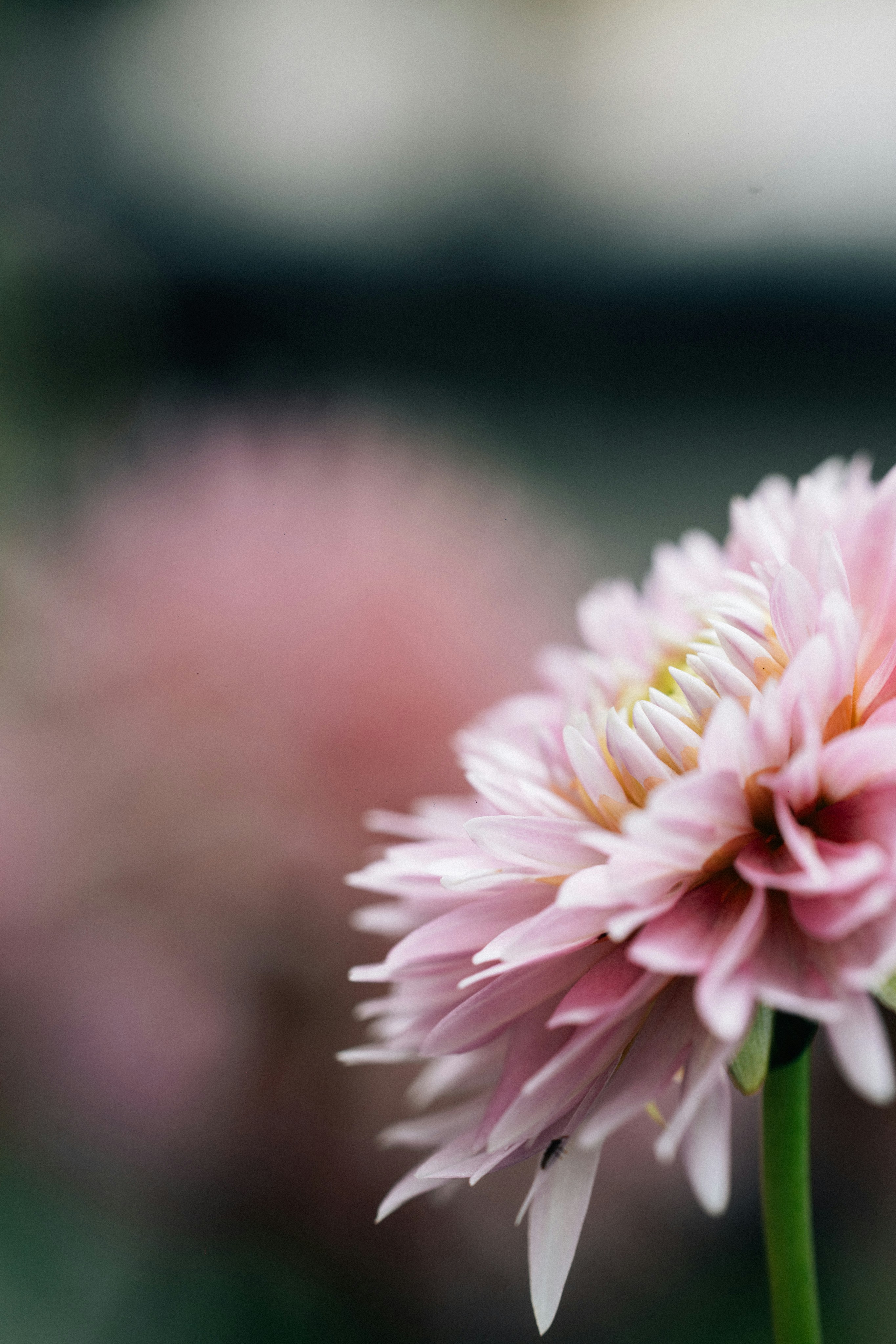 Photo by tsuyoshikozu