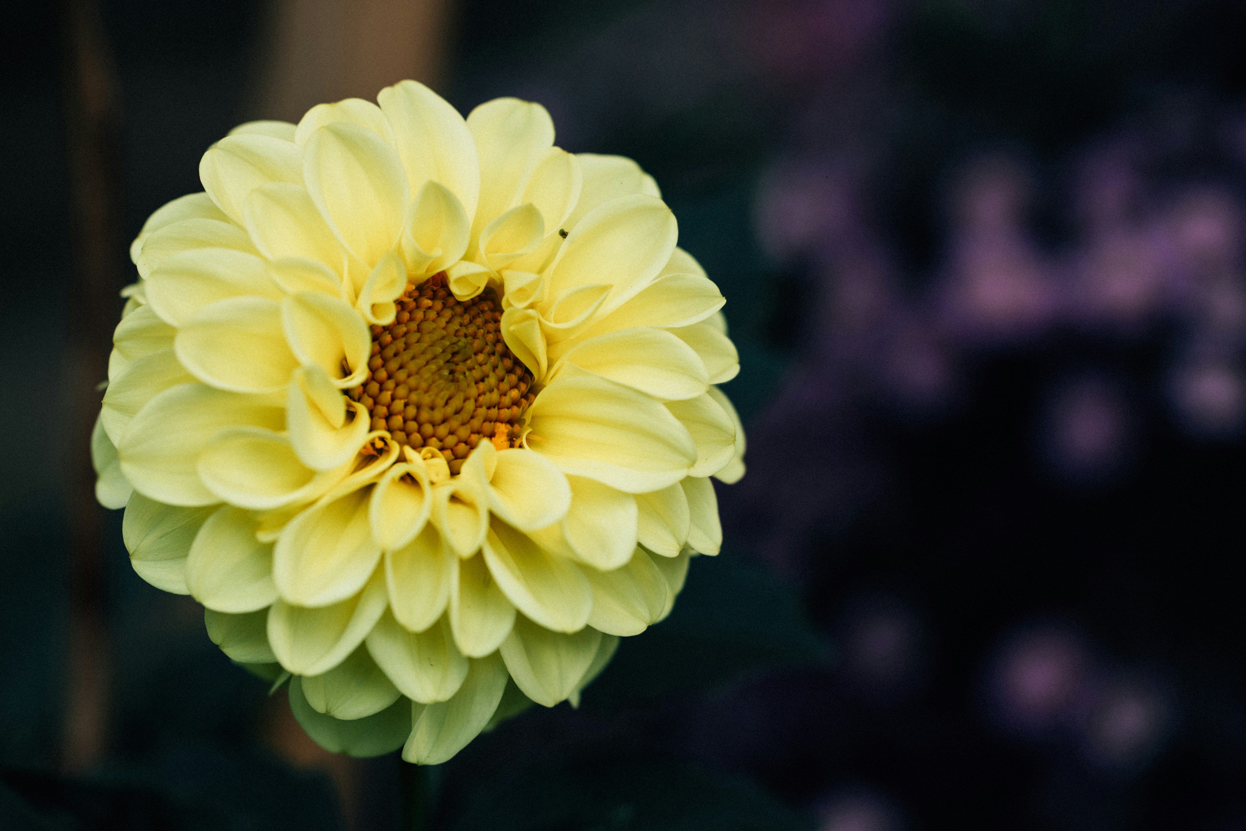 Photo by tsuyoshikozu