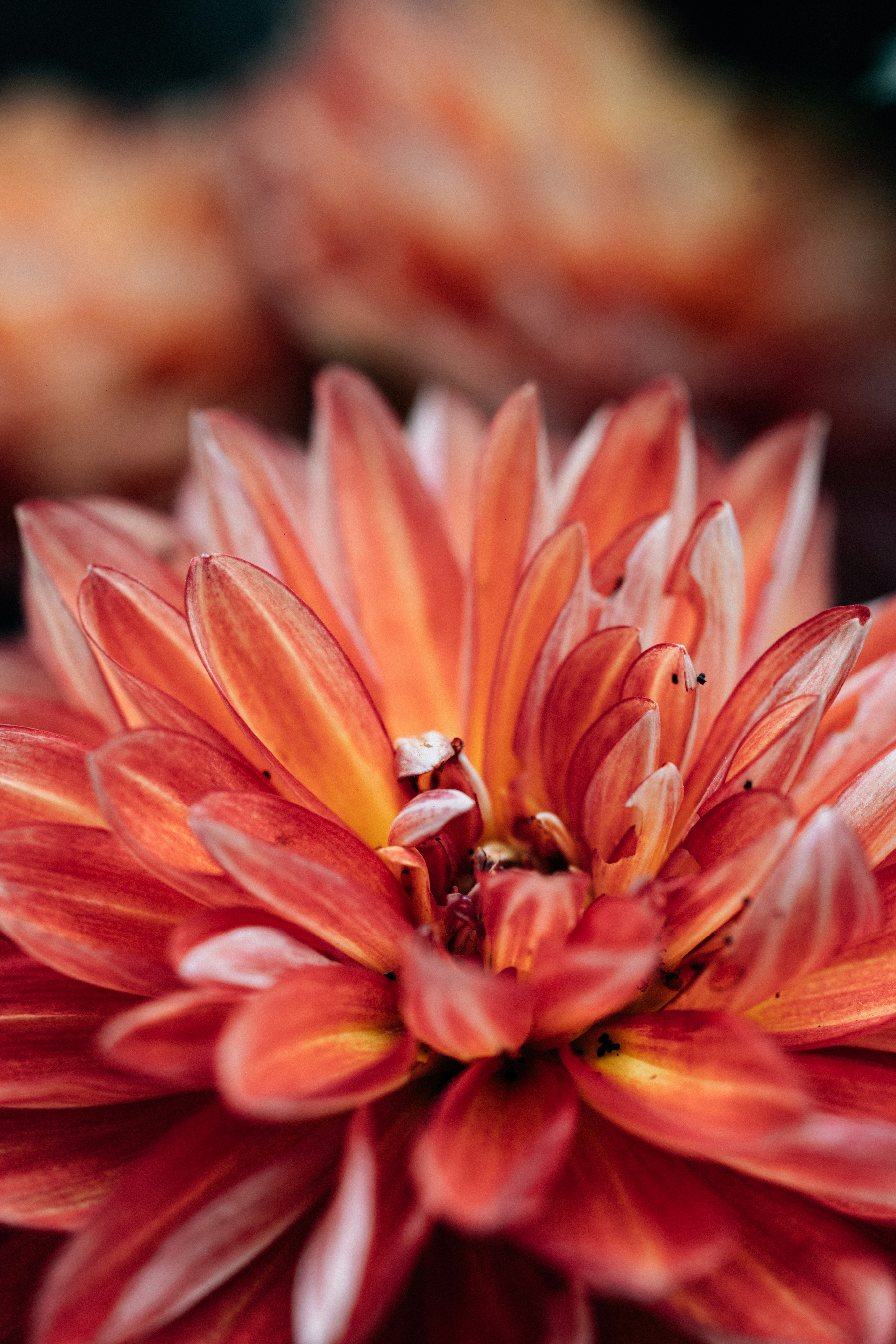 Photo by tsuyoshikozu