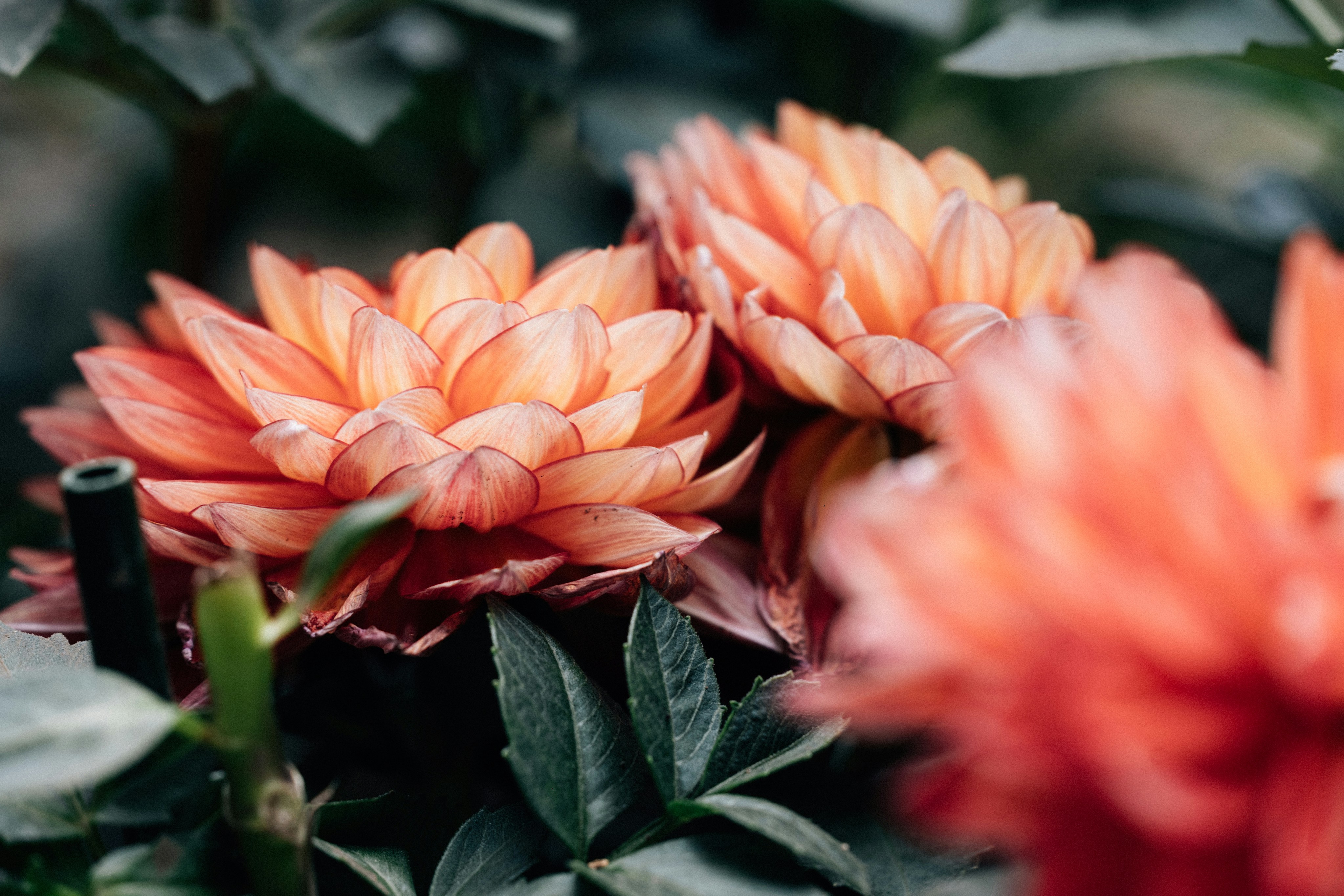 Photo by tsuyoshikozu