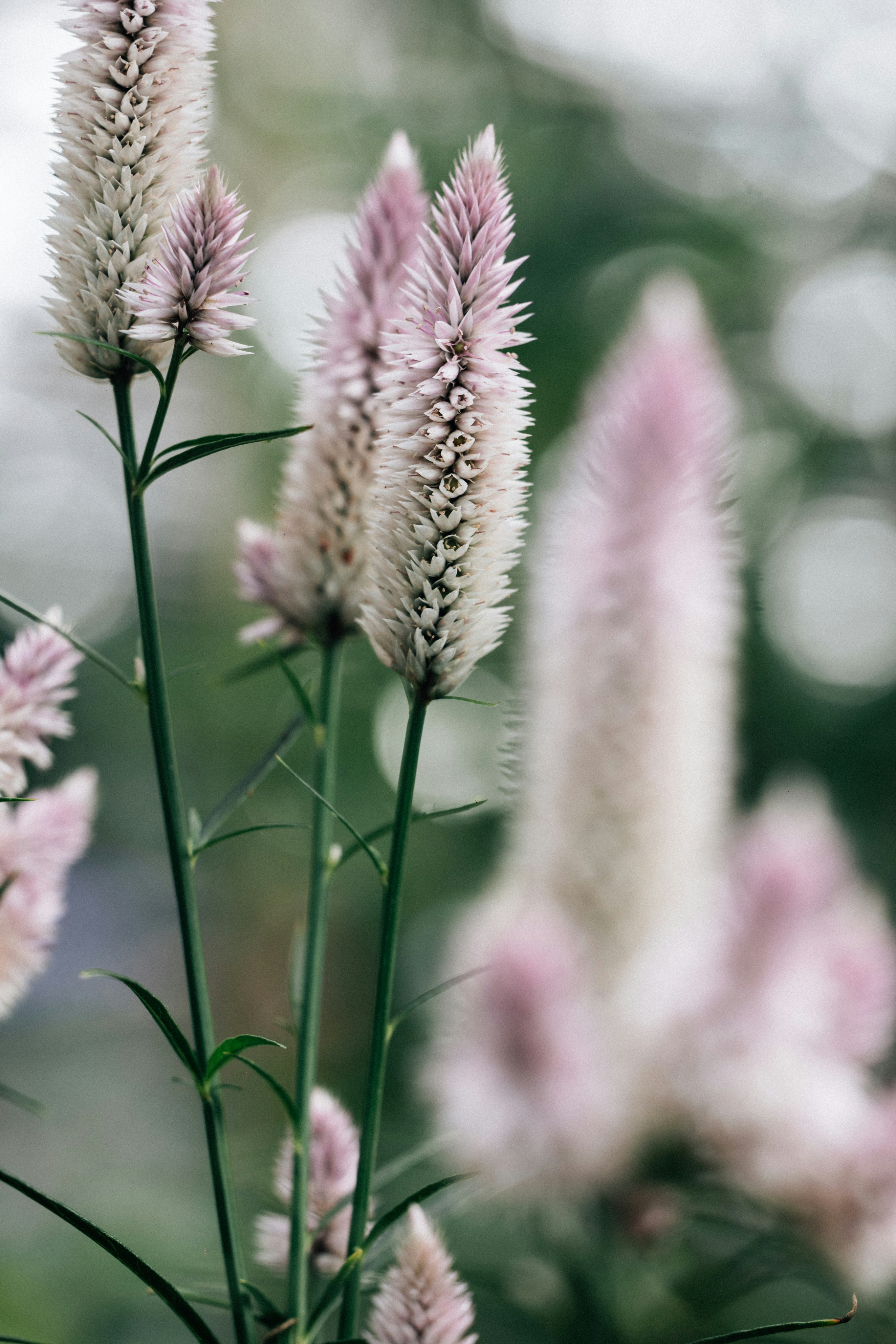 Photo by tsuyoshikozu