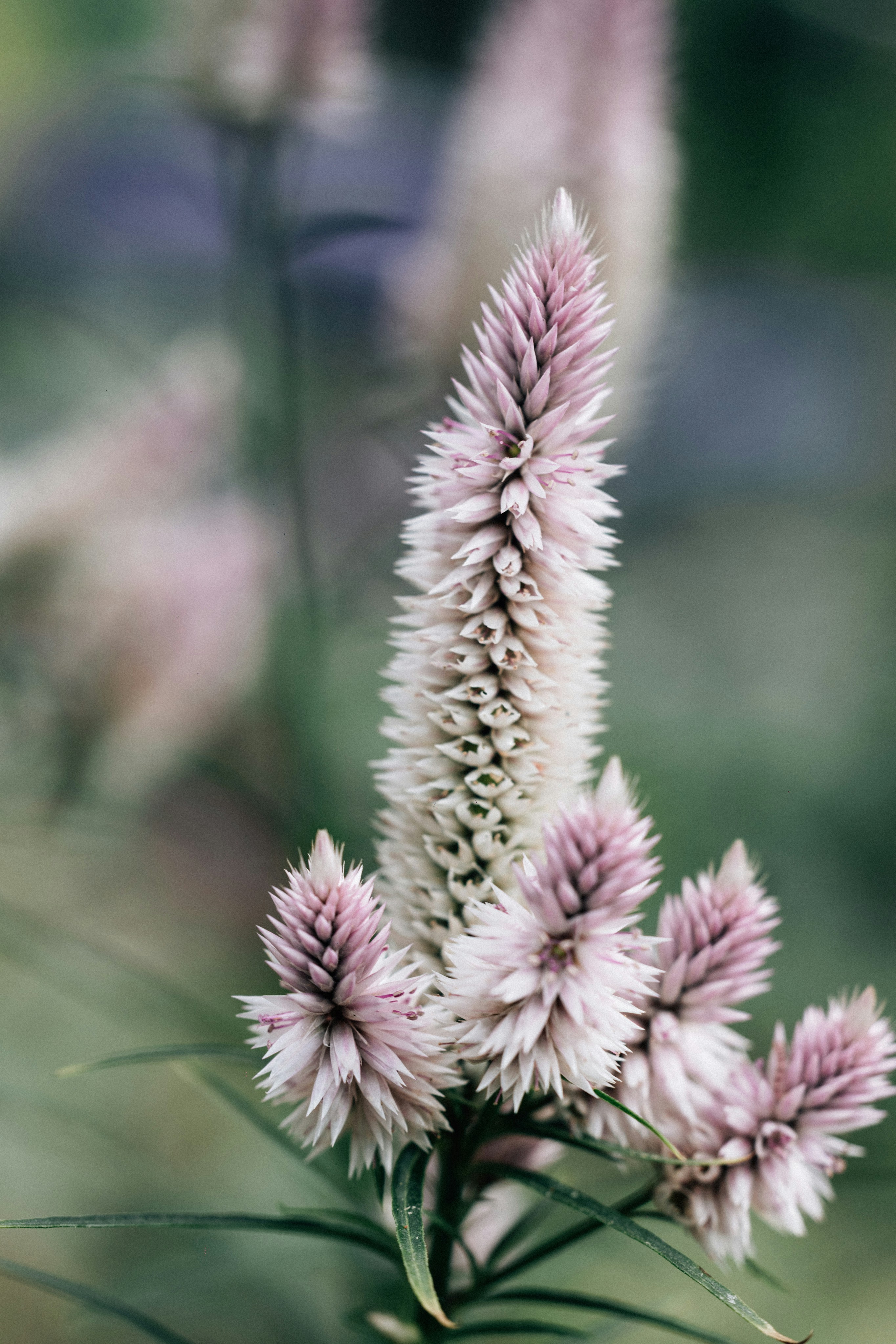 Photo by tsuyoshikozu