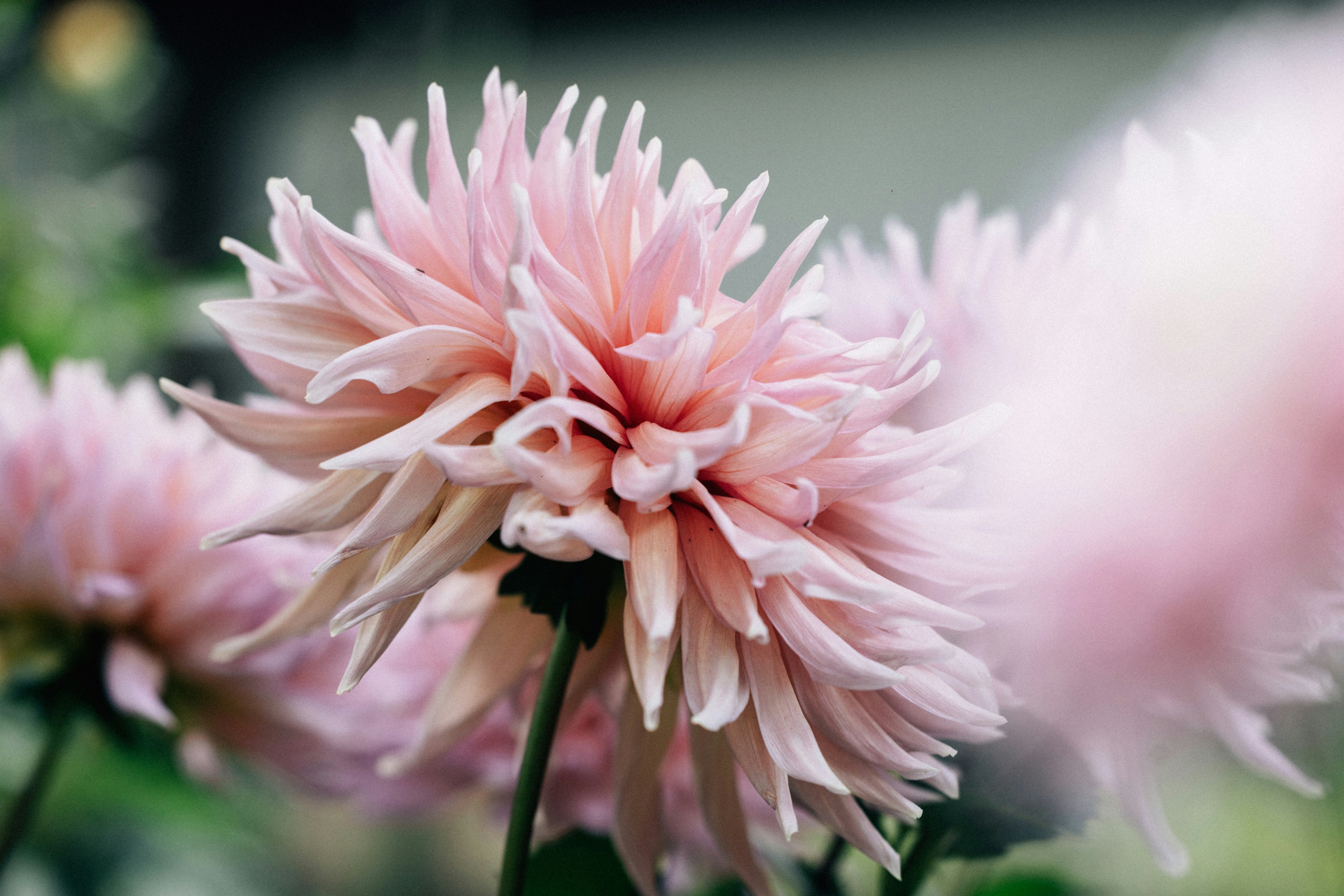 Photo by tsuyoshikozu