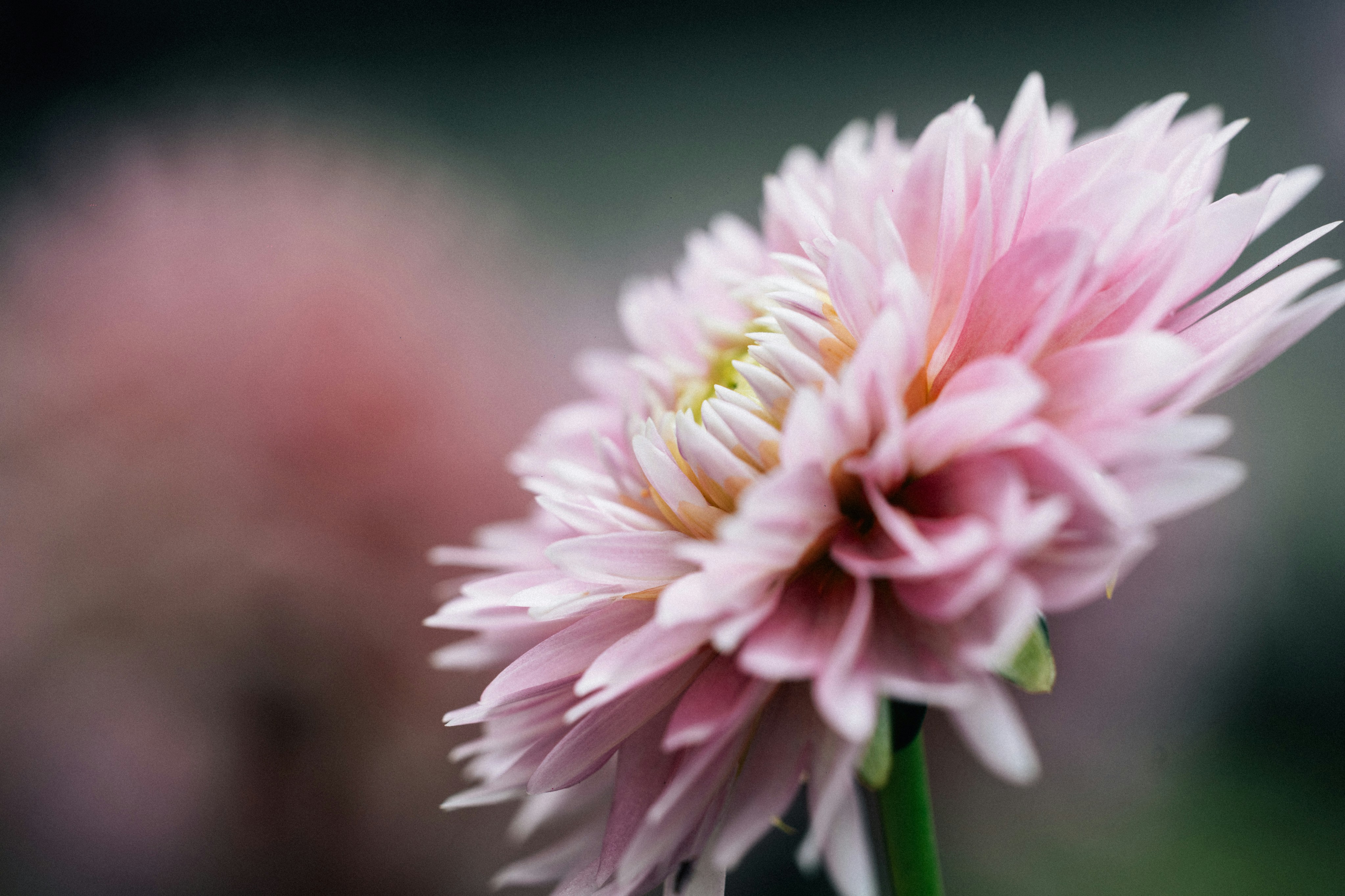 Photo by tsuyoshikozu