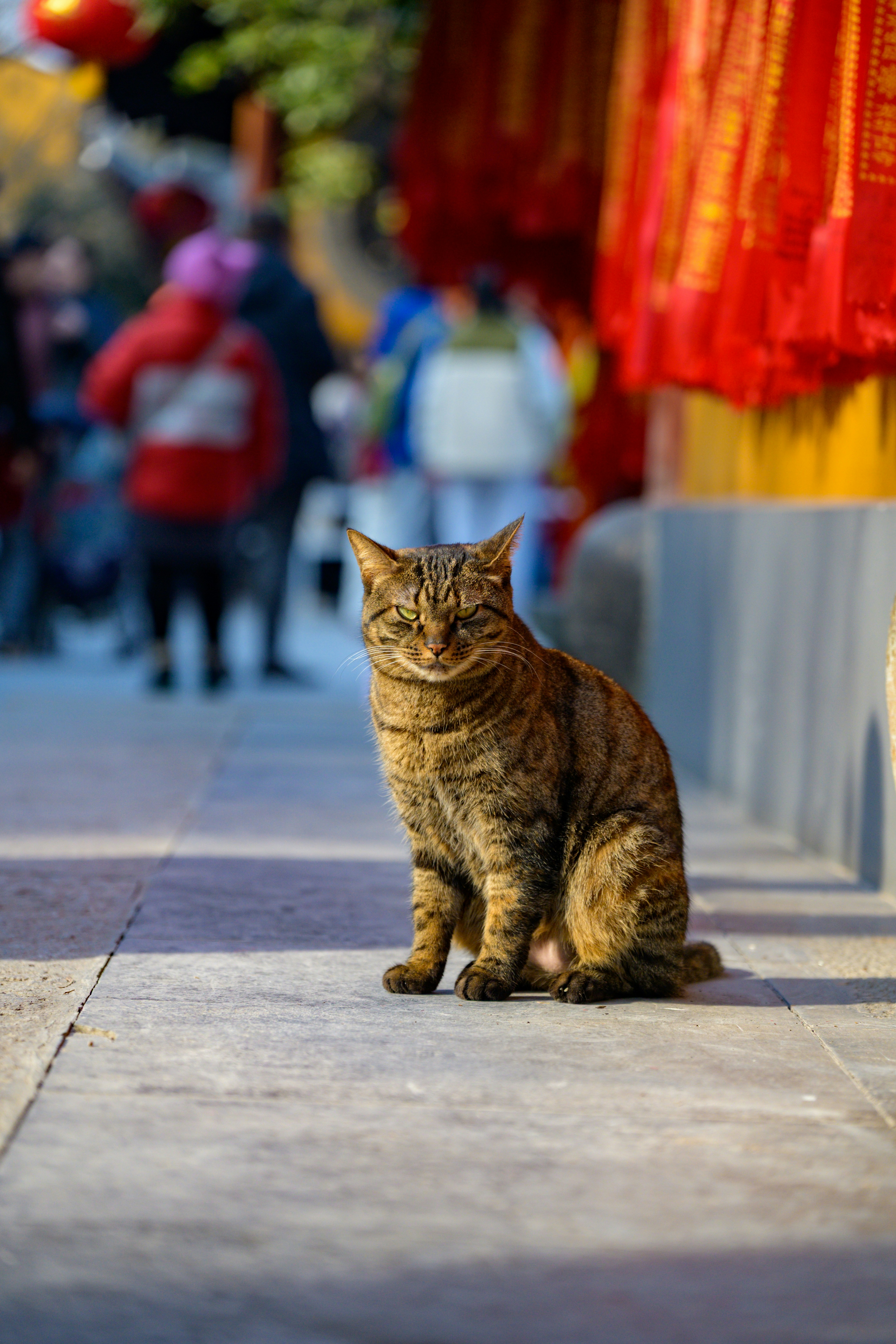 Un chat tigré est assis sur une passerelle pavée.