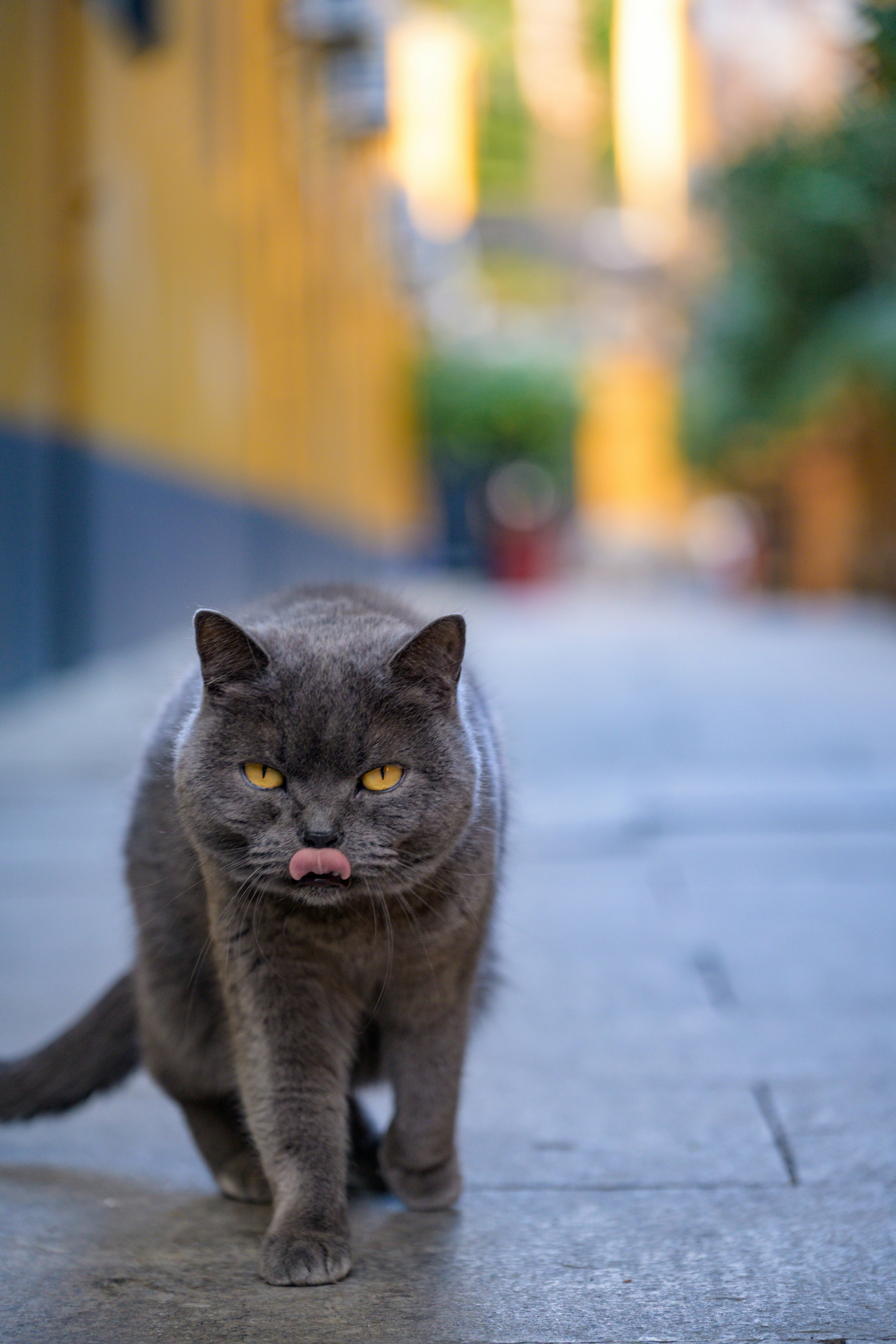 Un chat gris aux yeux jaunes marche dans une rue.