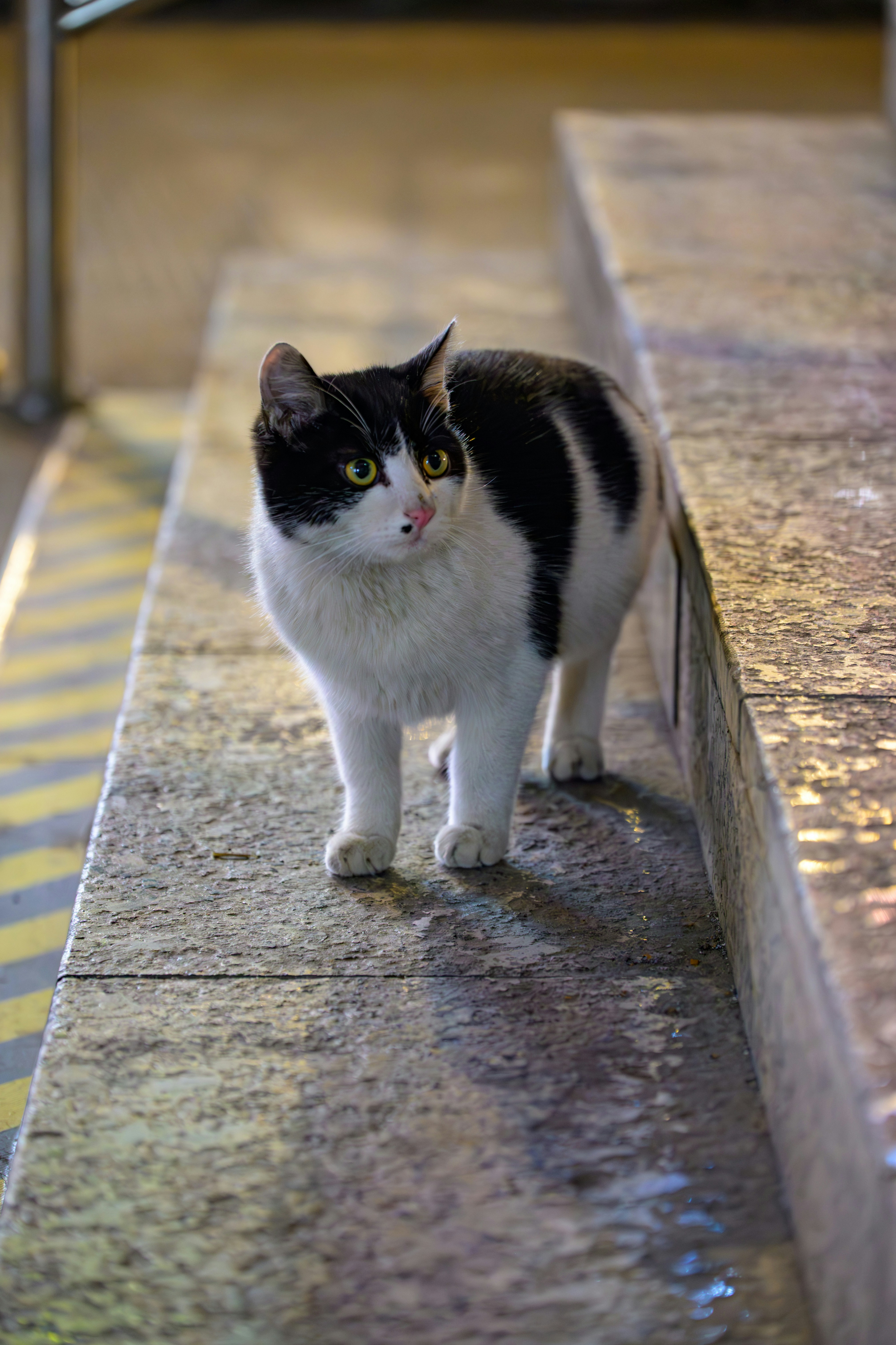 Un chat noir et blanc se tient sur des marches de pierre.
